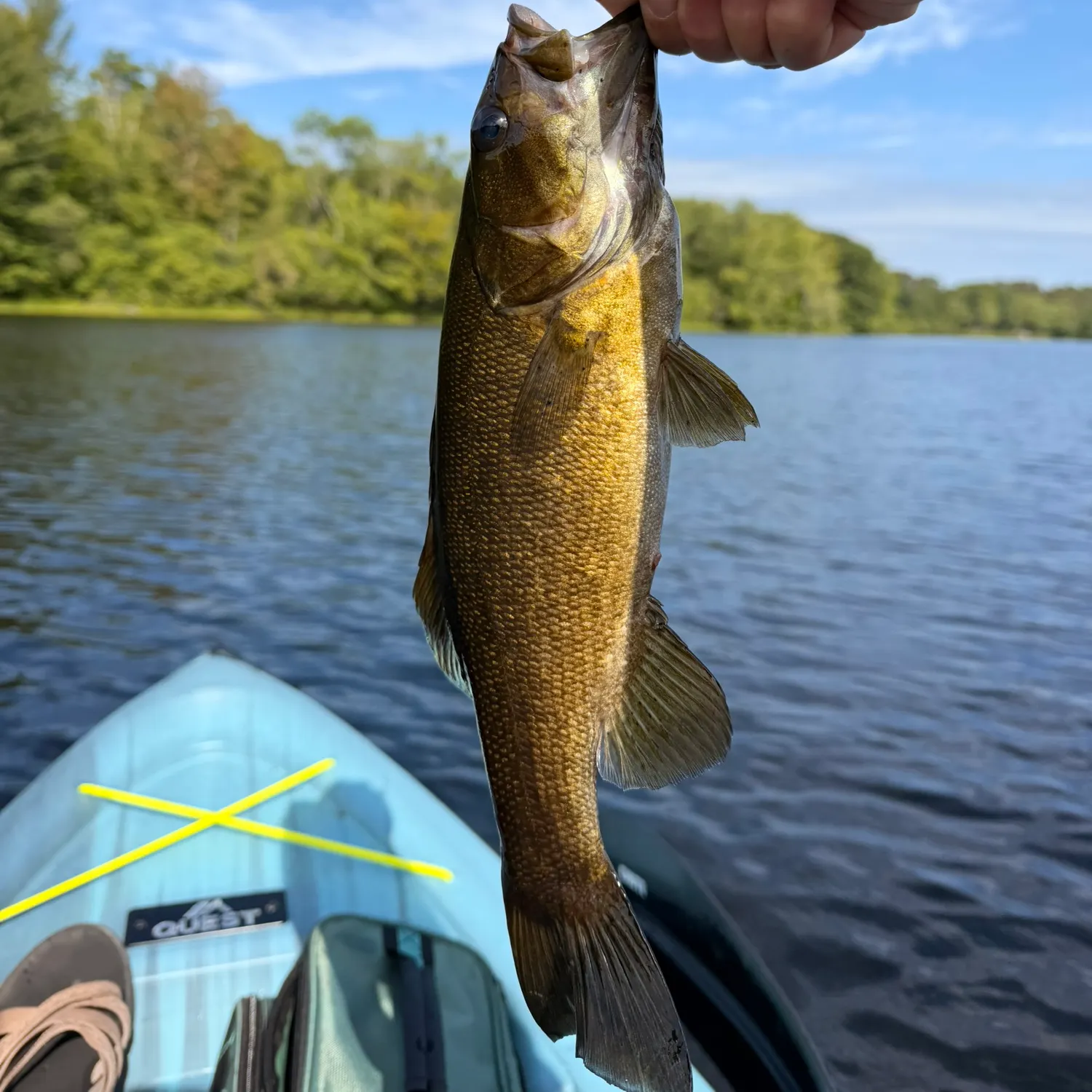 Smallmouth bass caught on Fishbrain