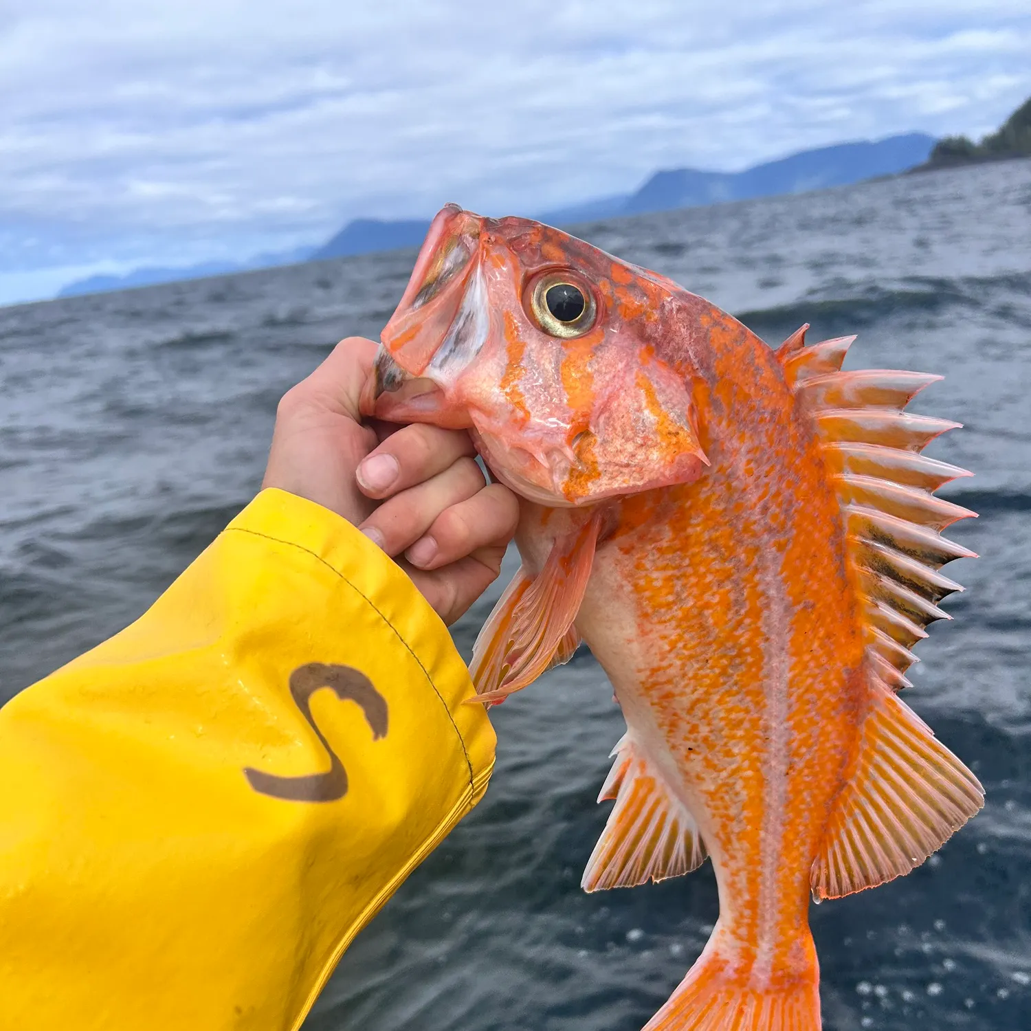The most recent Canary rockfish catches on Fishbrain