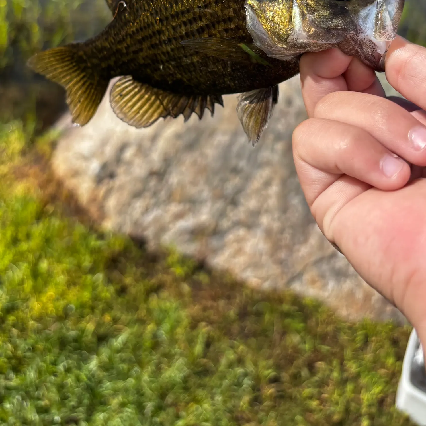 Rock bass caught on Fishbrain
