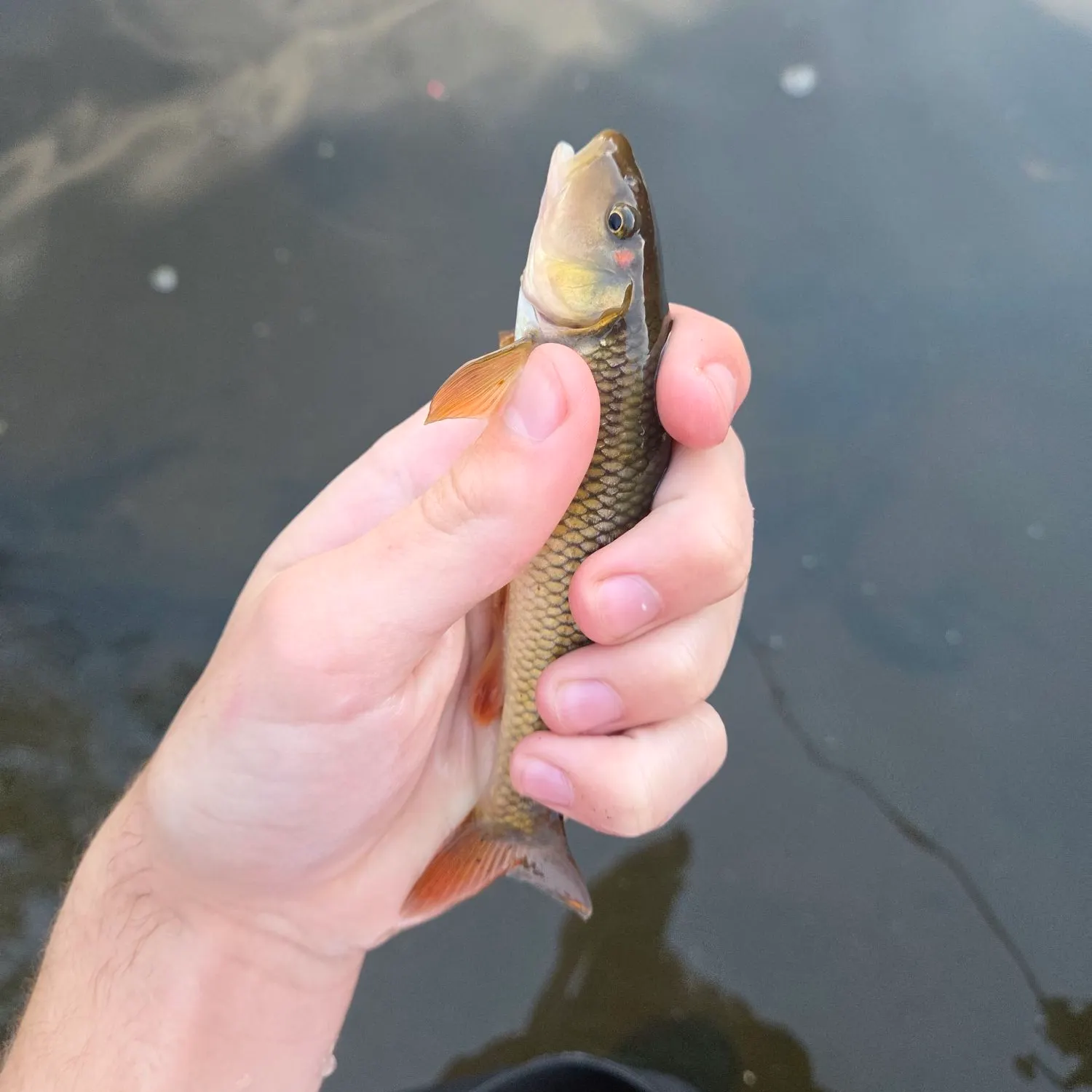 Hornyhead chub caught on Fishbrain