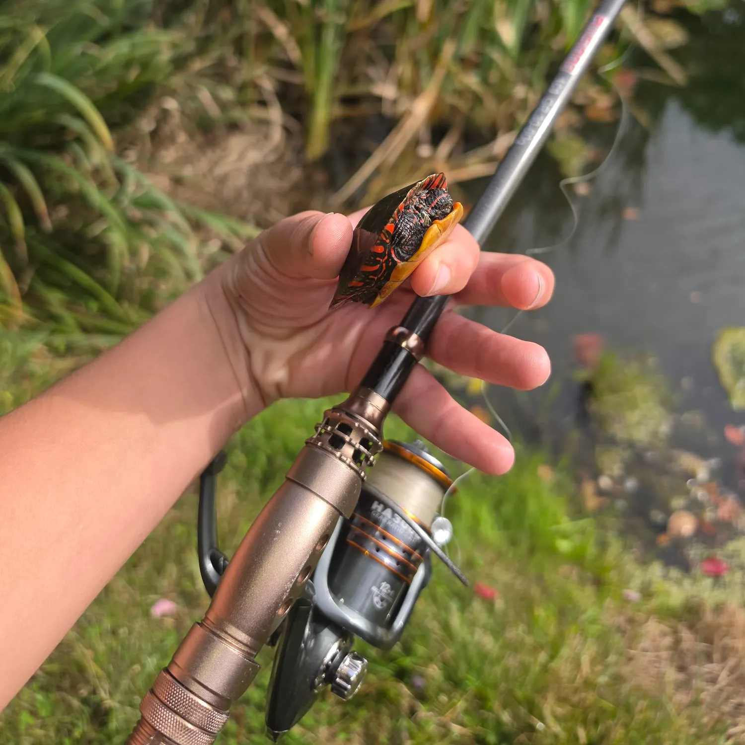 The most recent Pond slider turtle catches on Fishbrain