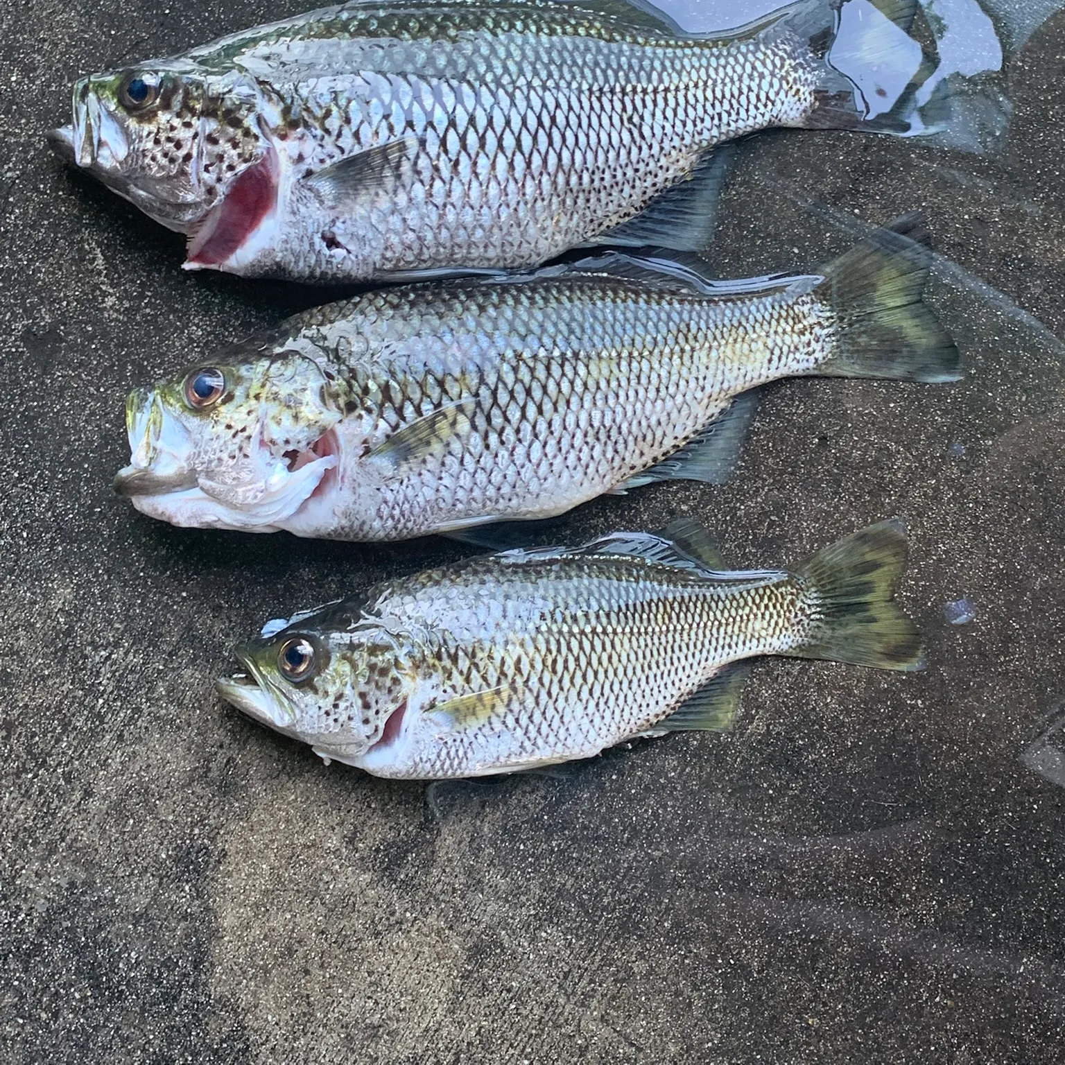 The most recent Rock flagtail catches on Fishbrain