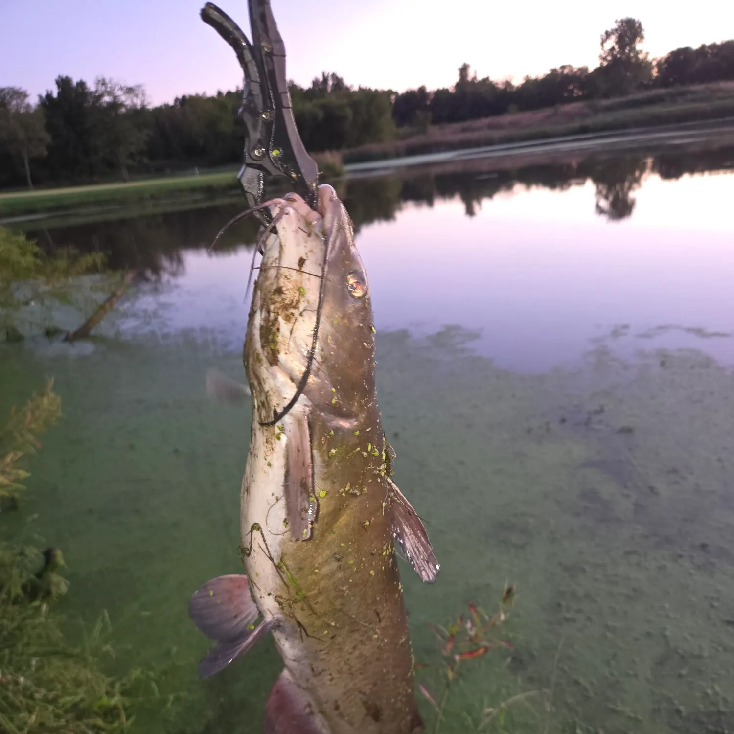 Channel catfish caught on Fishbrain