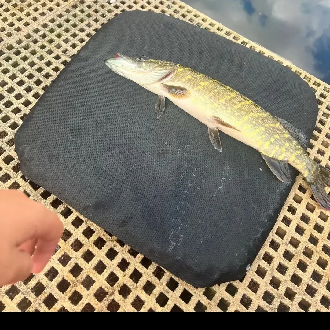 Northern pike caught on Fishbrain