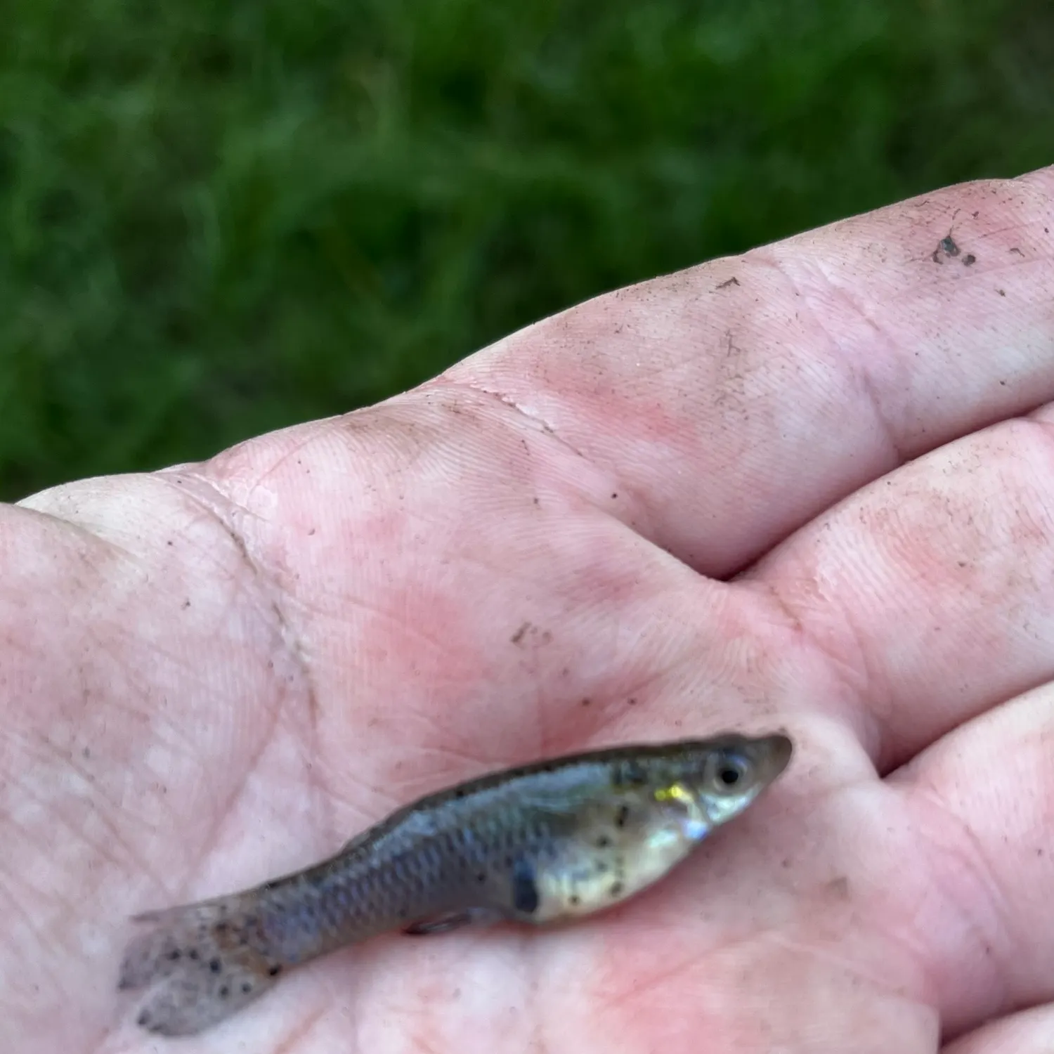 Eastern mosquitofish caught on Fishbrain