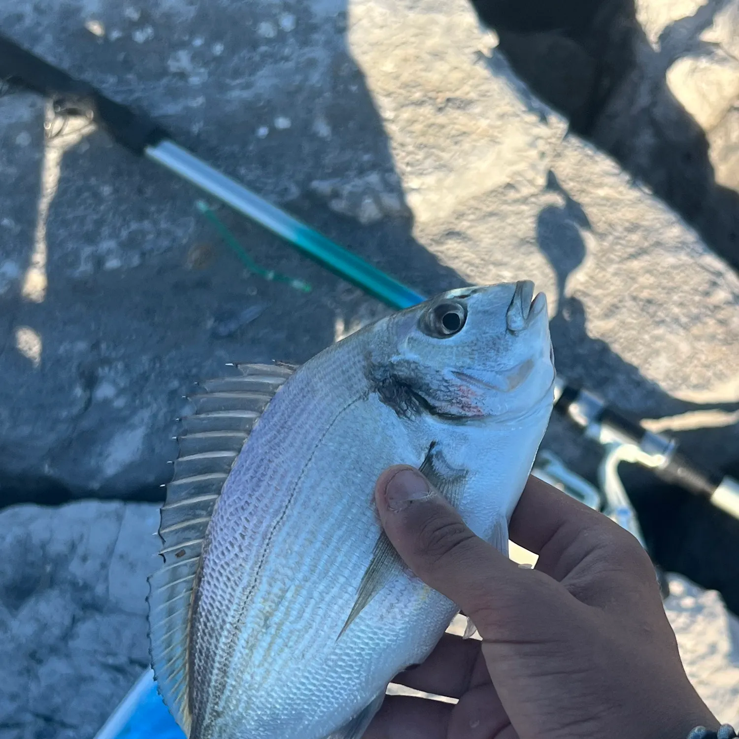 The most recent Gilthead seabream catches on Fishbrain
