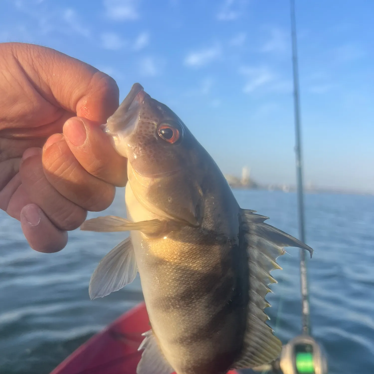 The most recent Barred sand bass catches on Fishbrain
