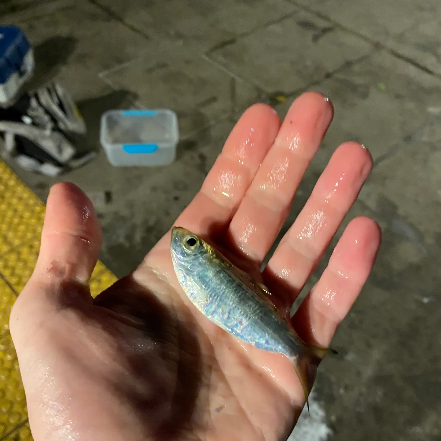 The most recent Castelnau's herring catches on Fishbrain