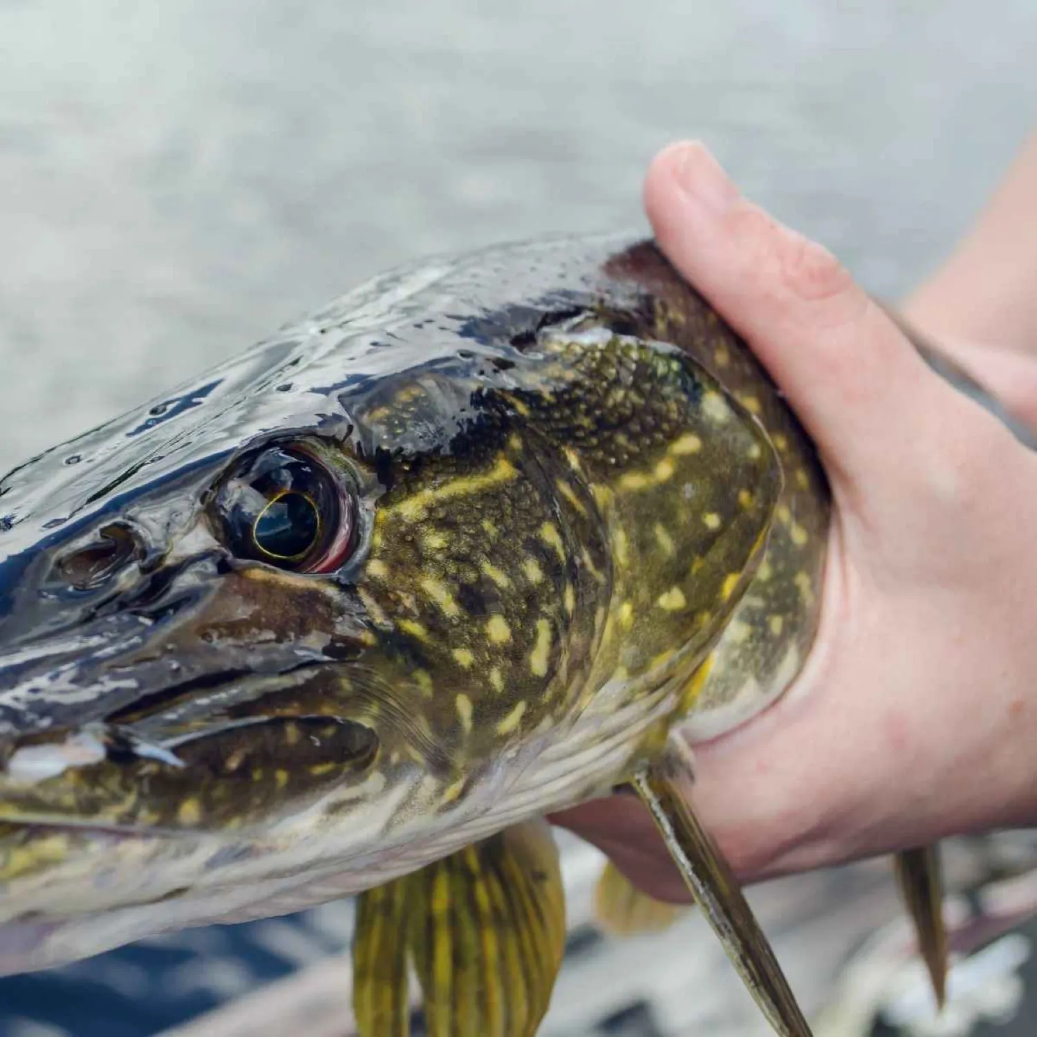 angler catch
