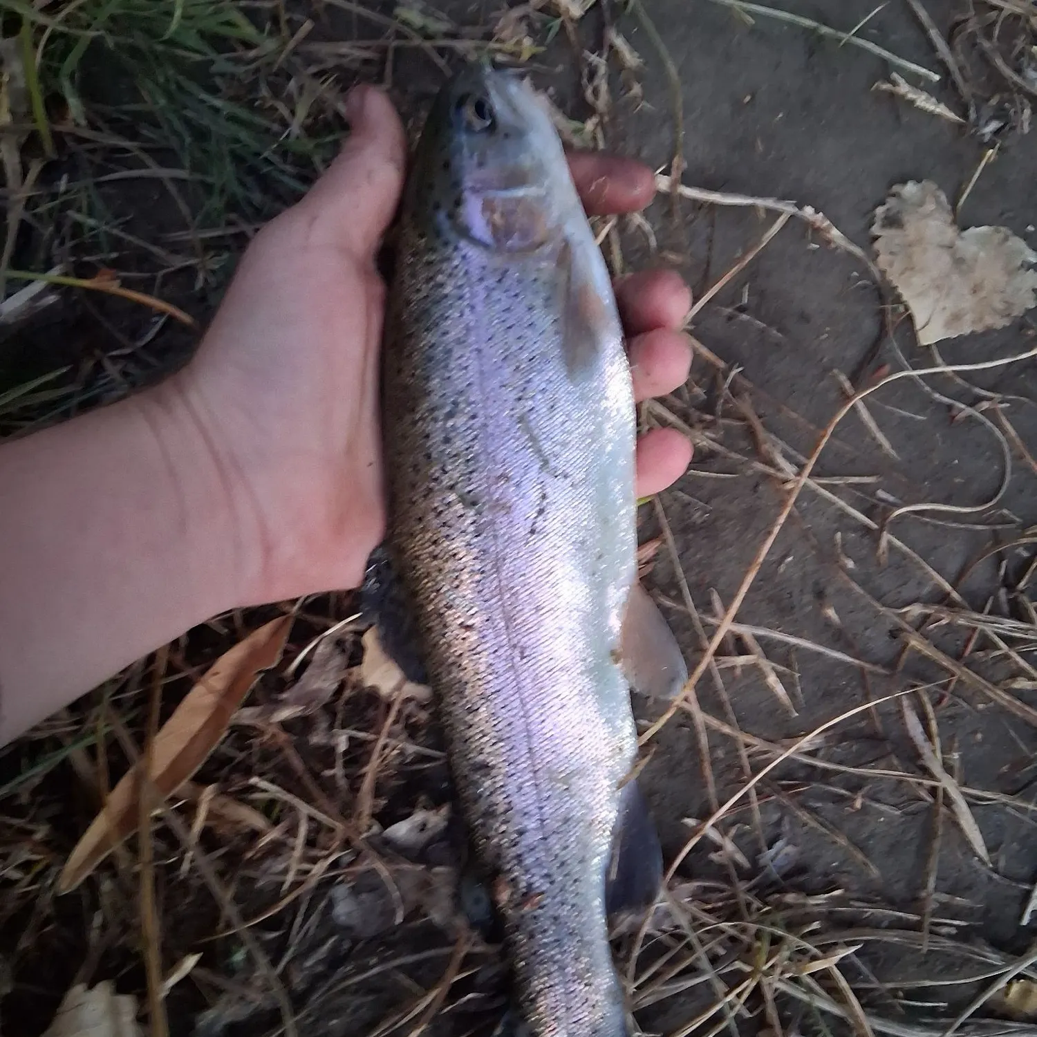 Rainbow trout caught on Fishbrain