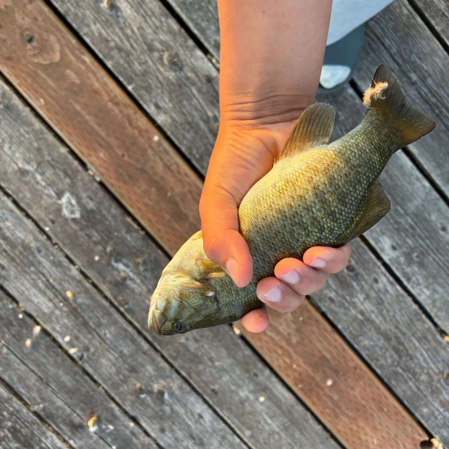 Smallmouth bass caught on Fishbrain