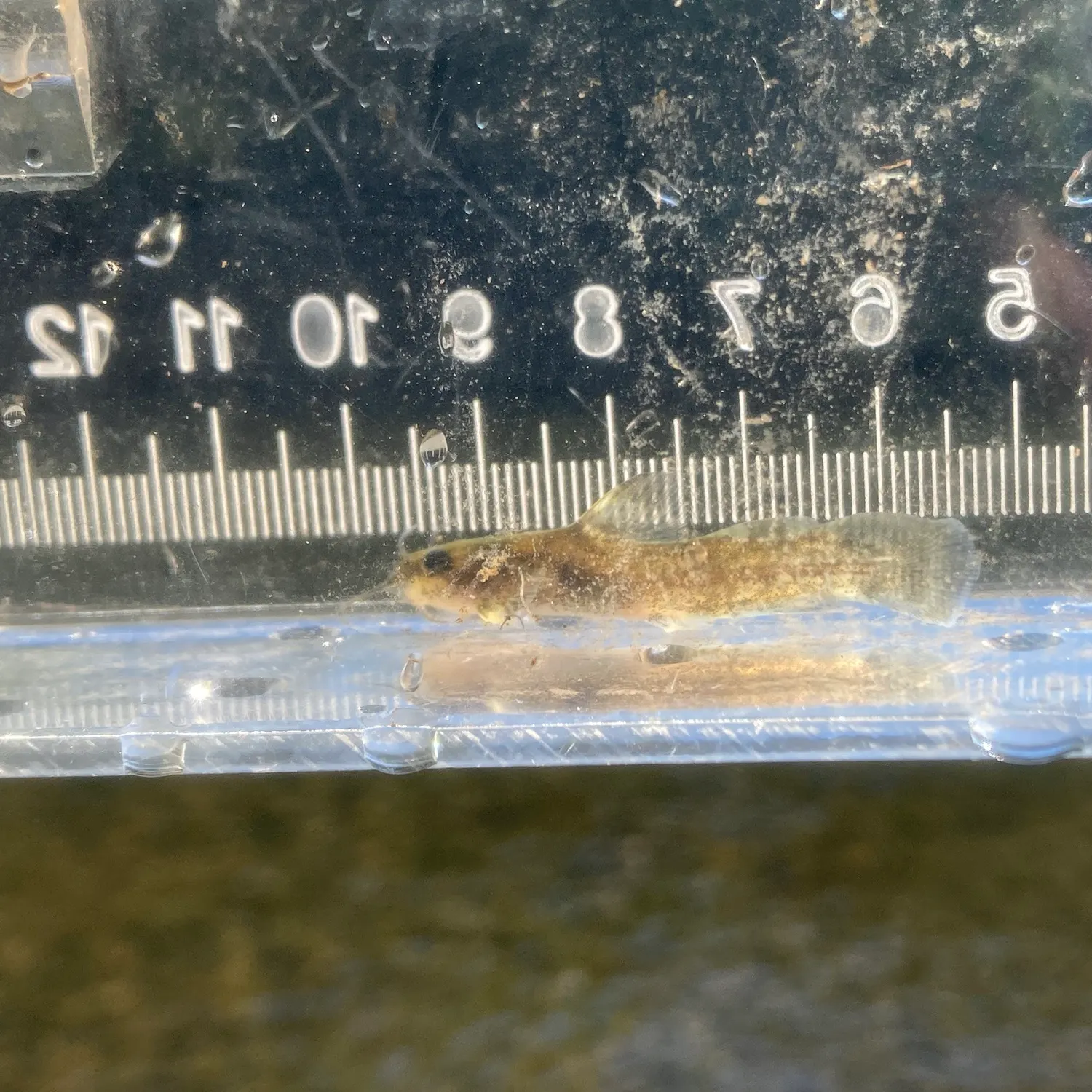 The most recent Brindled madtom catches on Fishbrain