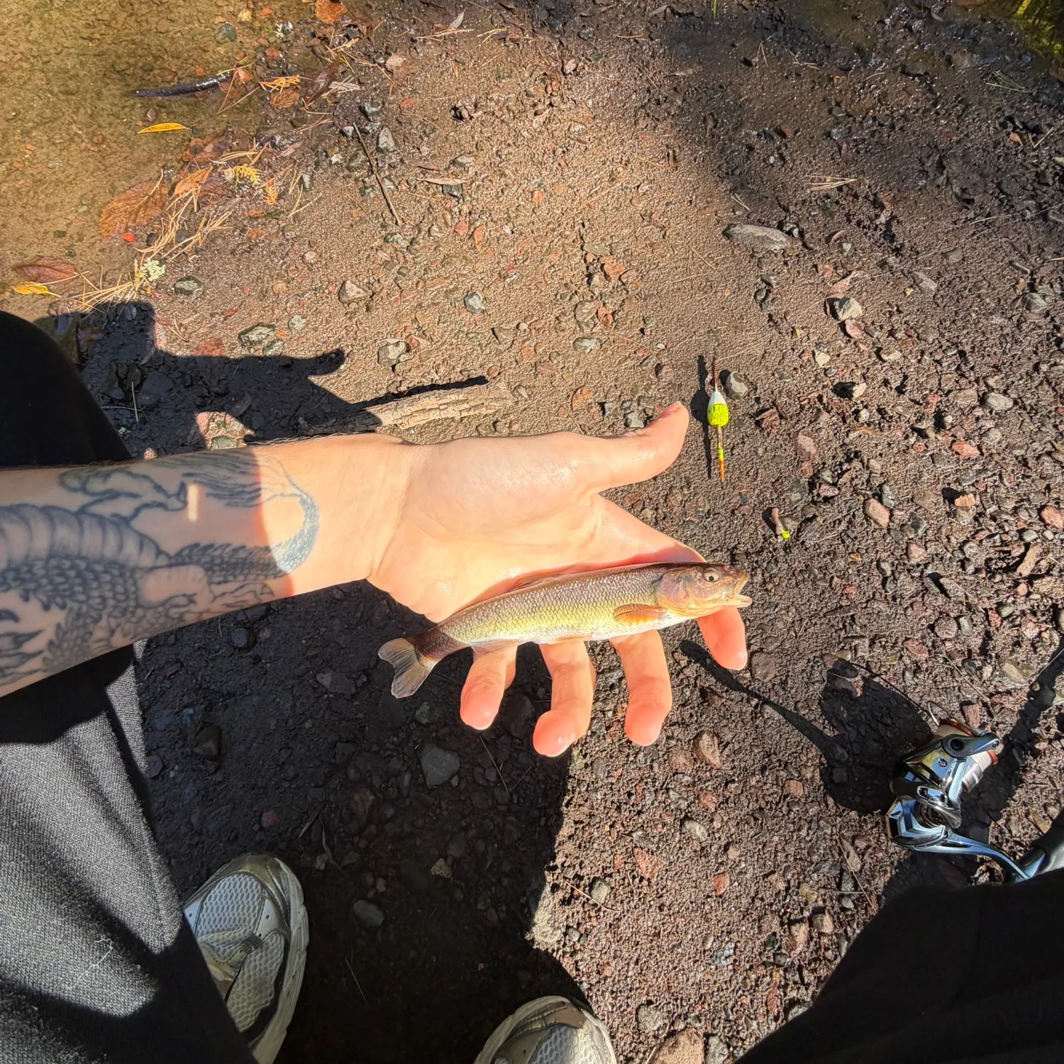 Creek chub caught on Fishbrain