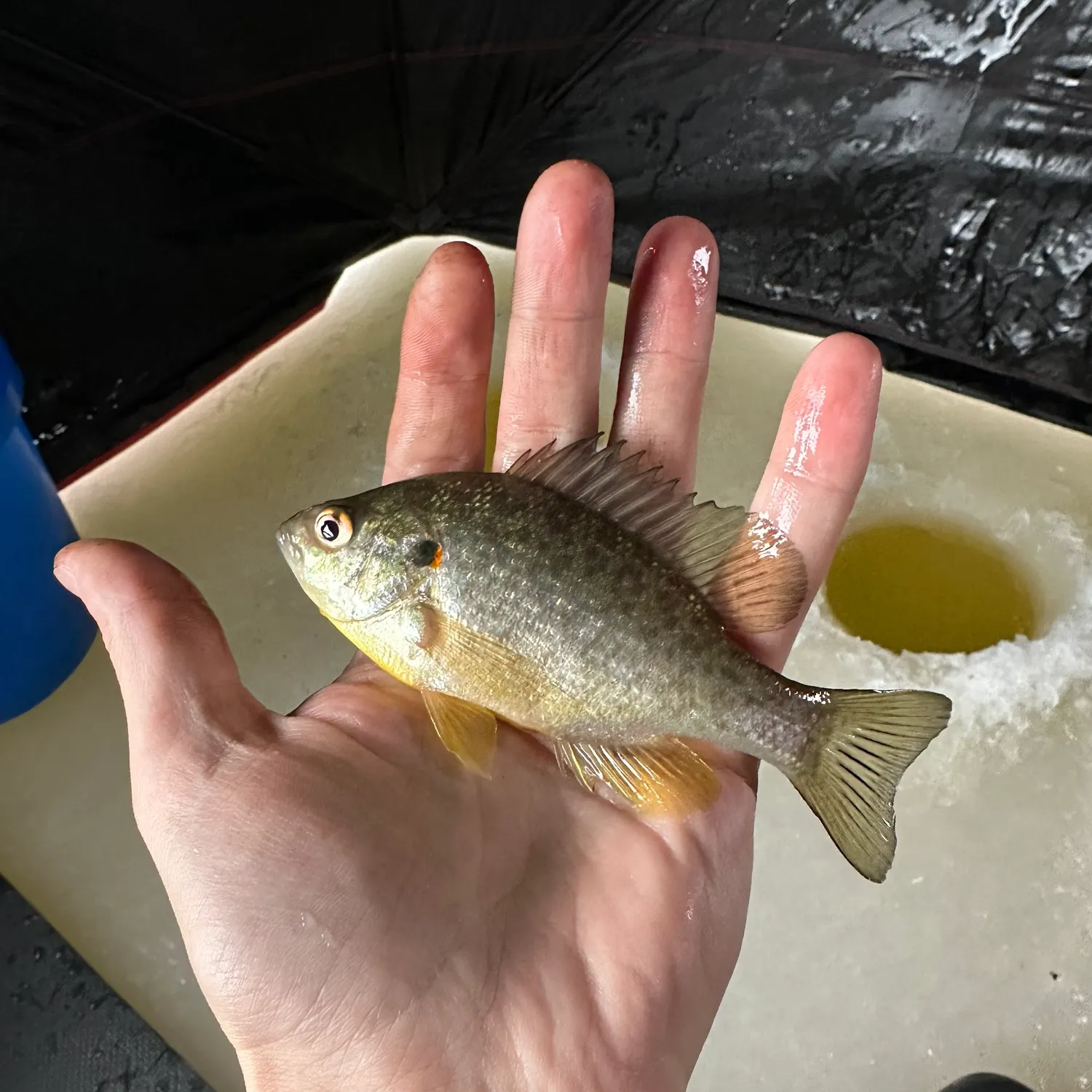 The most recent Redear sunfish catches on Fishbrain