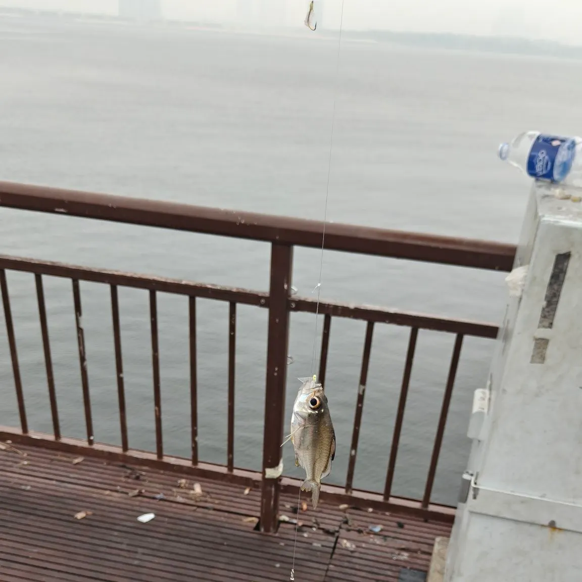 The most recent Singapore glassy perchlet catches on Fishbrain