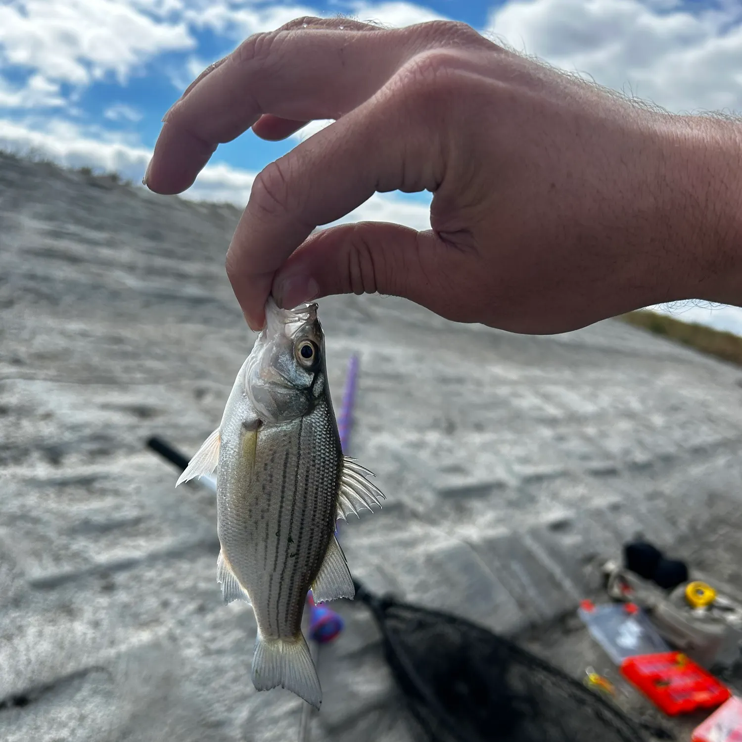 White bass caught on Fishbrain