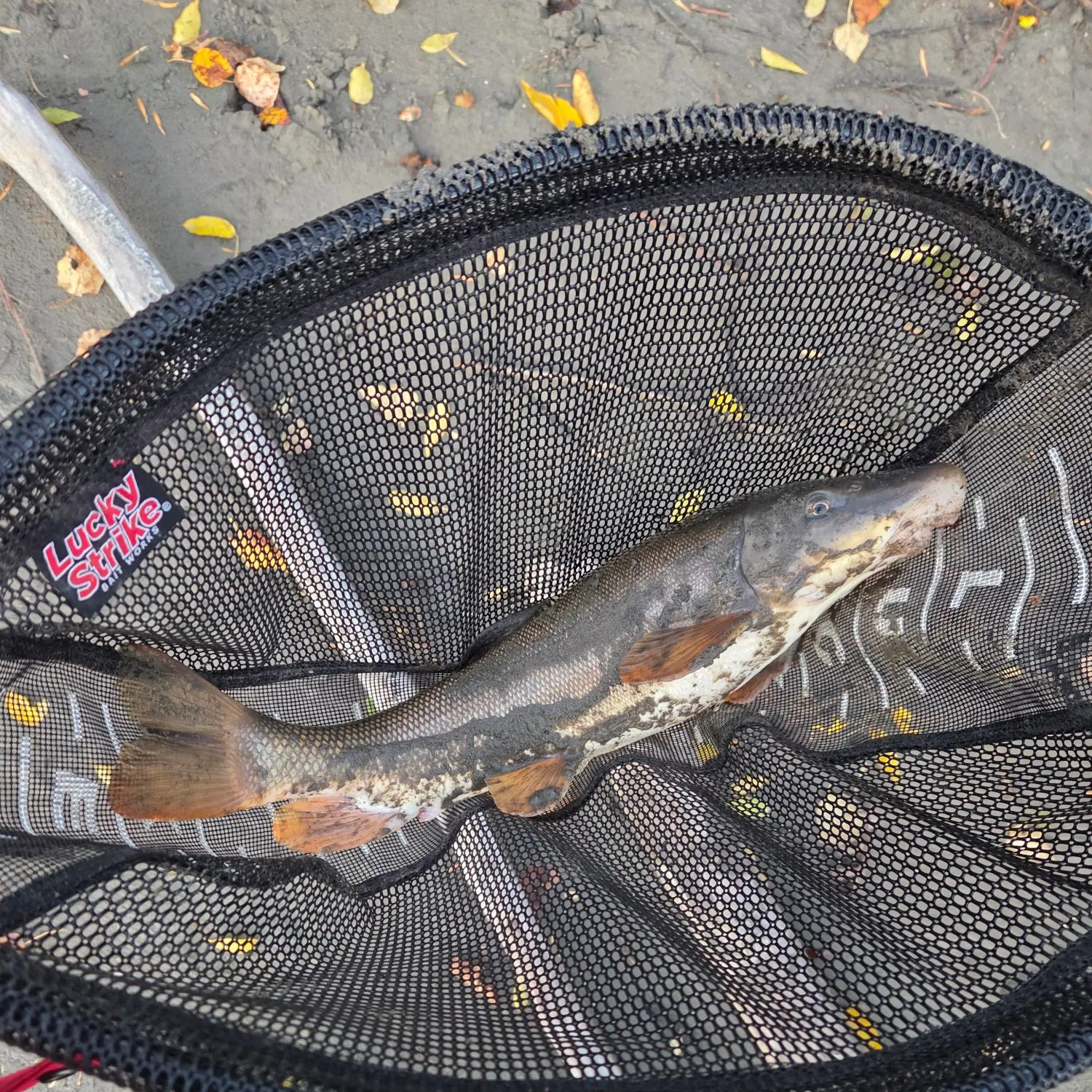 The most recent Longnose sucker catches on Fishbrain