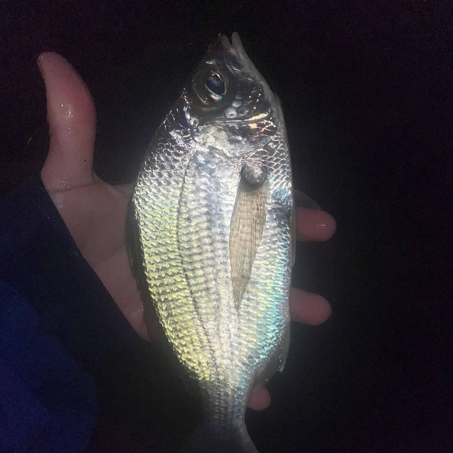 The most recent Irish mojarra catches on Fishbrain