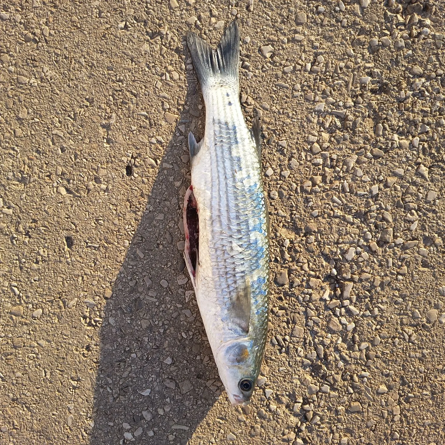 The most recent Thinlip grey mullet catches on Fishbrain