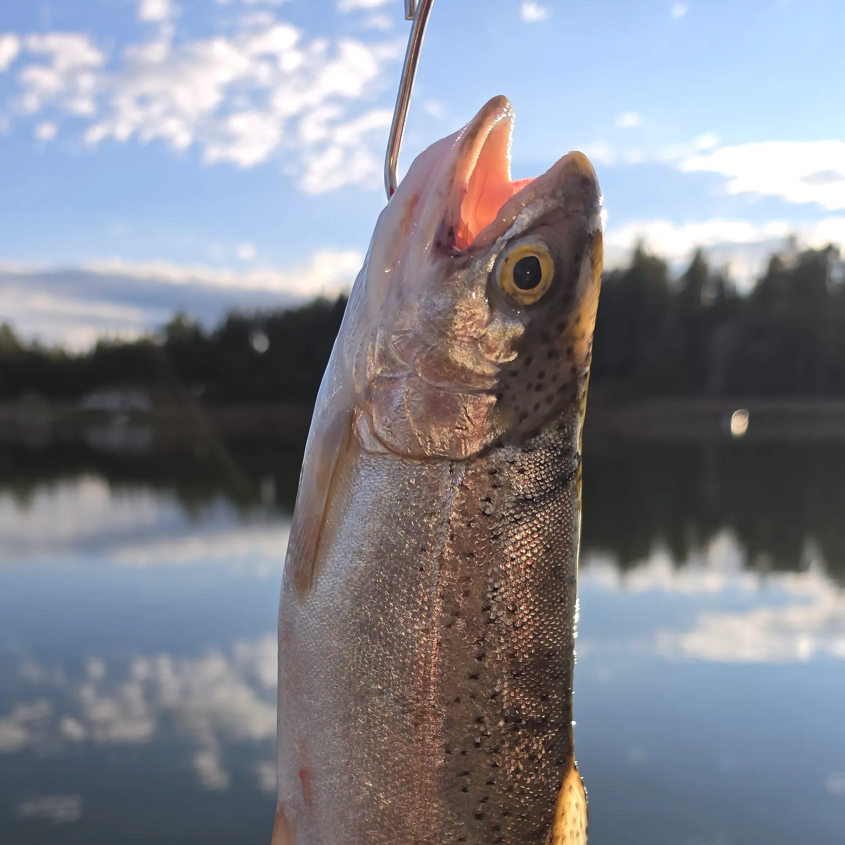 Rainbow trout caught on Fishbrain
