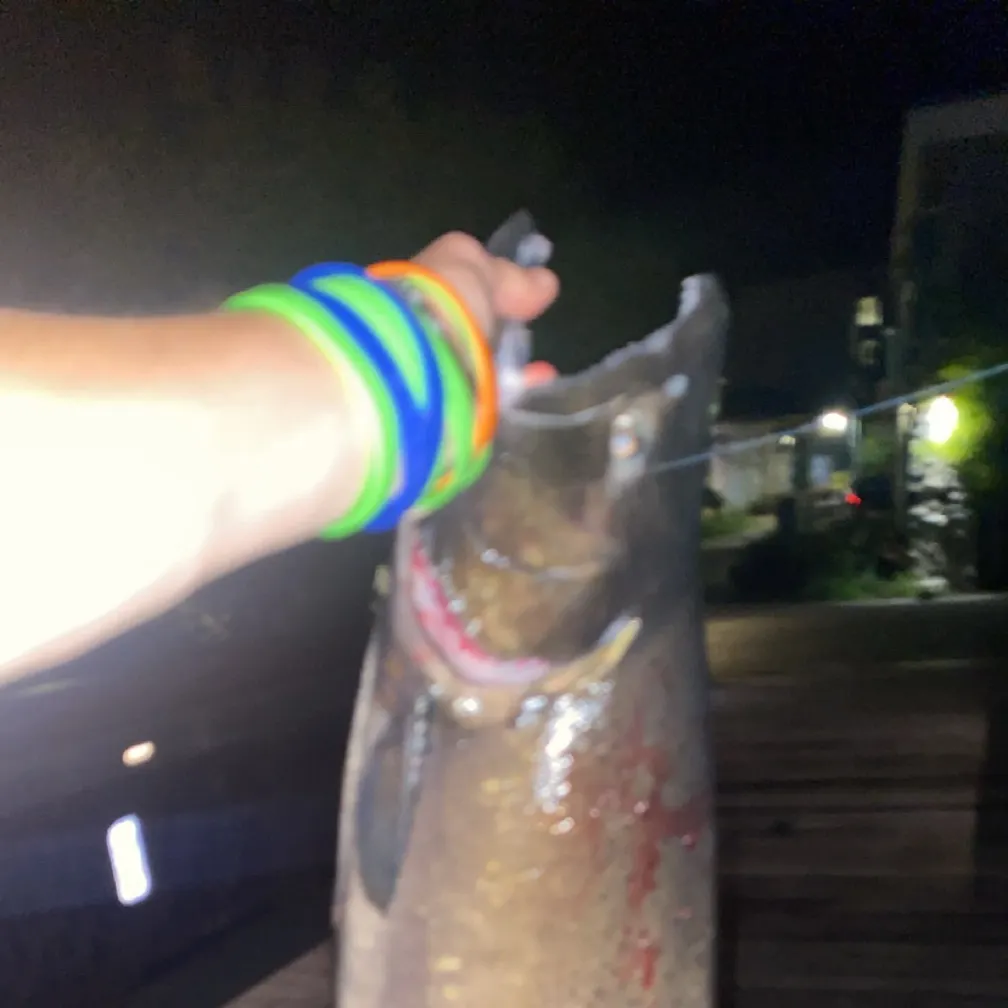 Coho salmon caught on Fishbrain