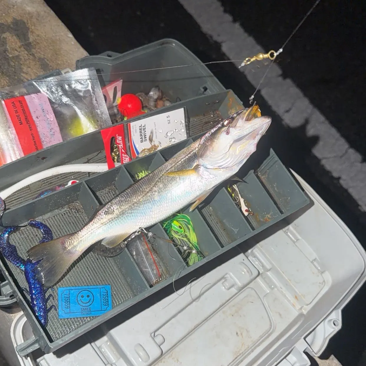 The most recent Sand seatrout catches on Fishbrain