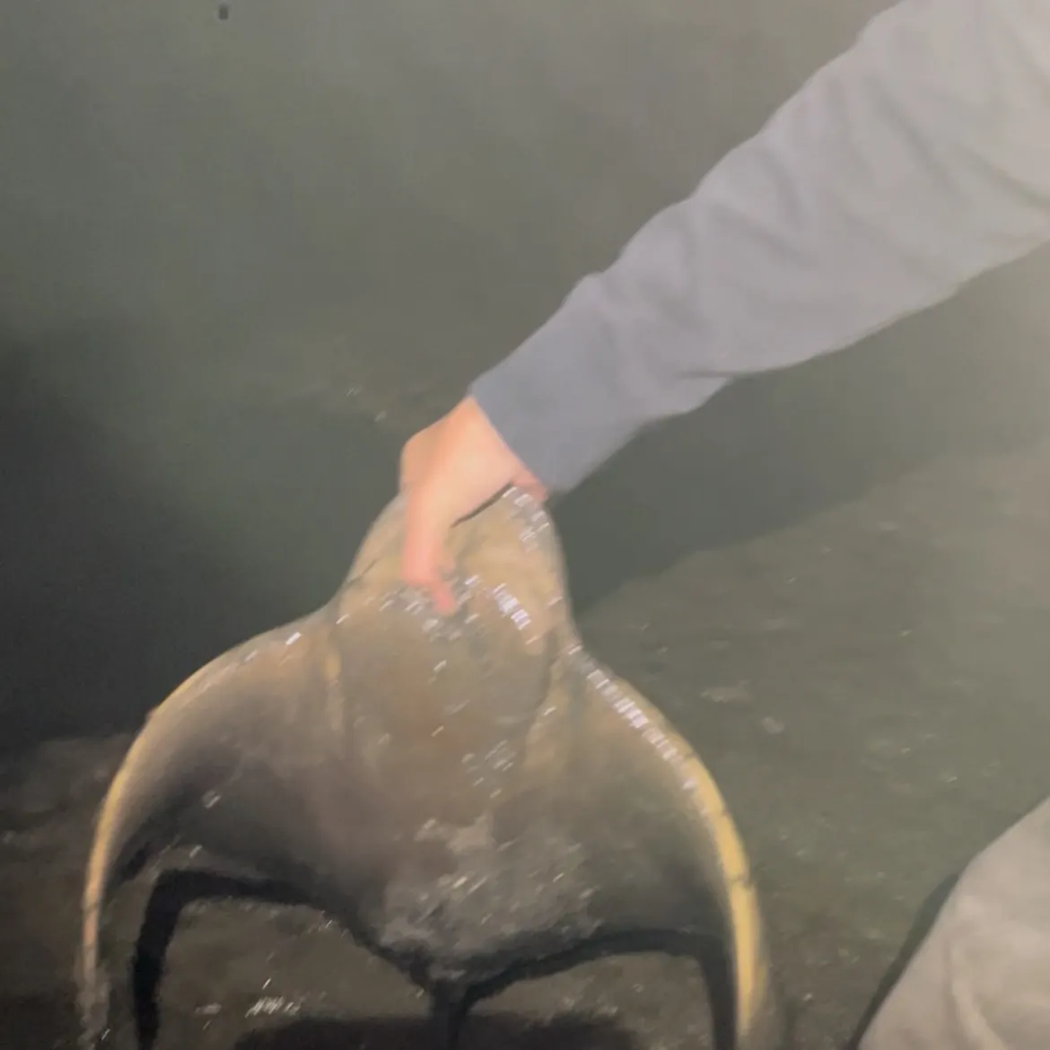 The most recent Bat eagle ray catches on Fishbrain