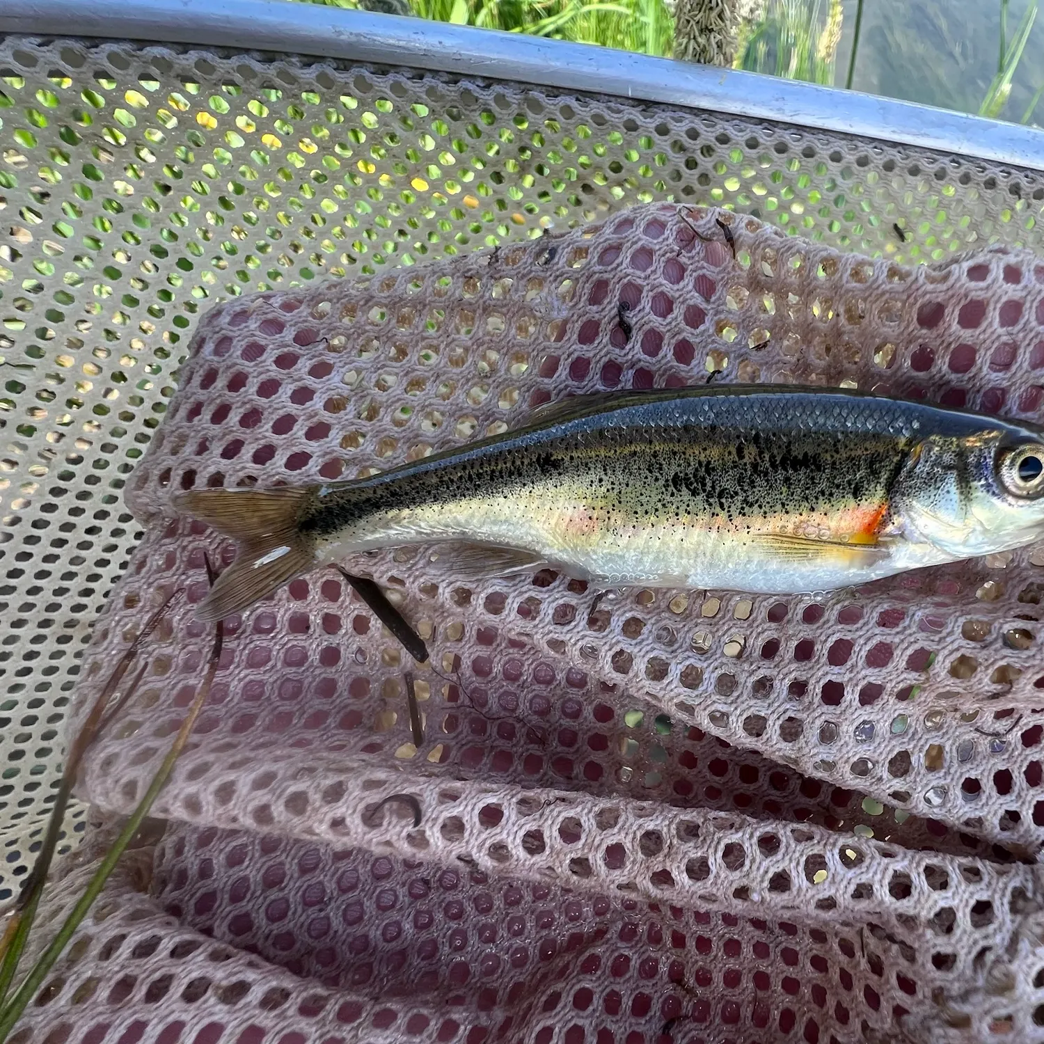 The most recent Redside shiner catches on Fishbrain