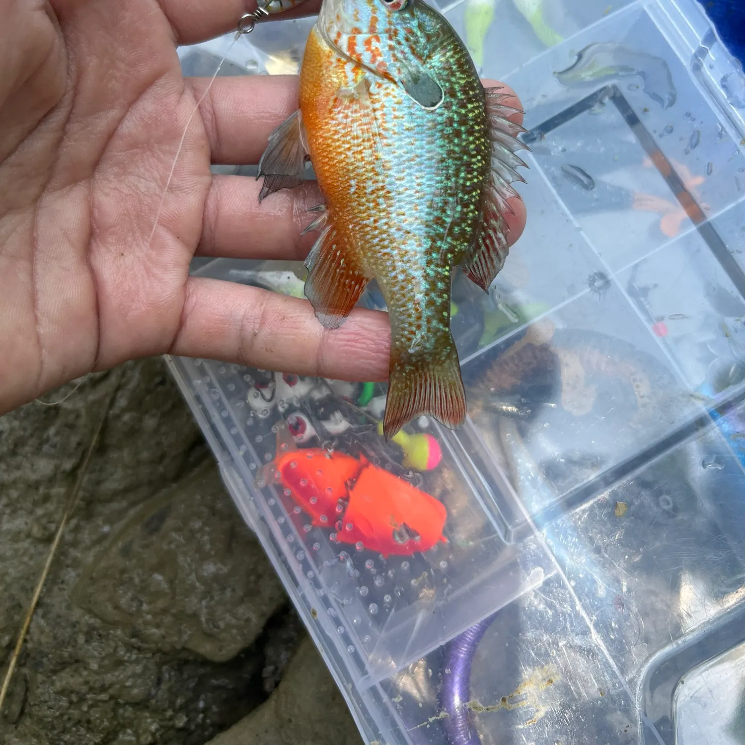 Pumpkingill hybrid caught on Fishbrain