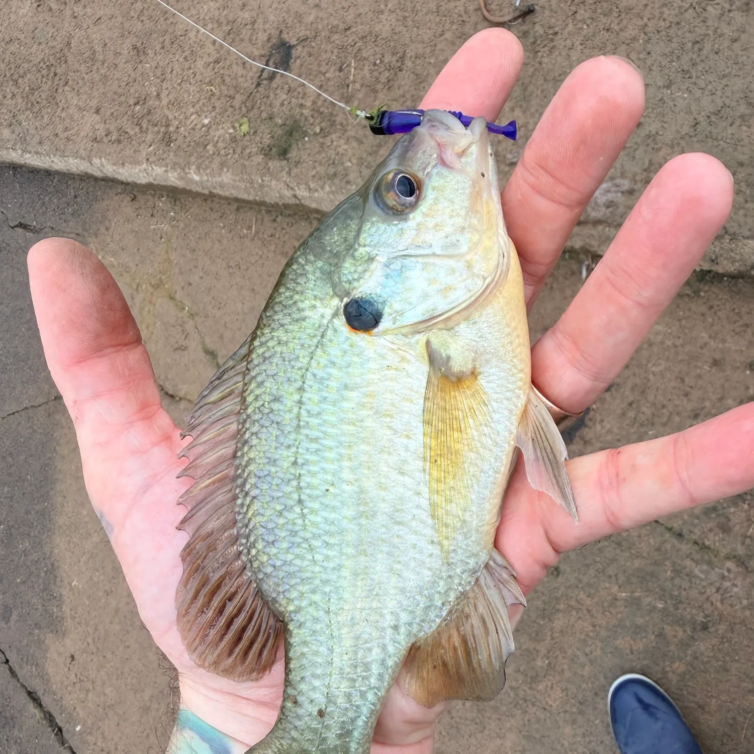 The most recent Redear sunfish catches on Fishbrain