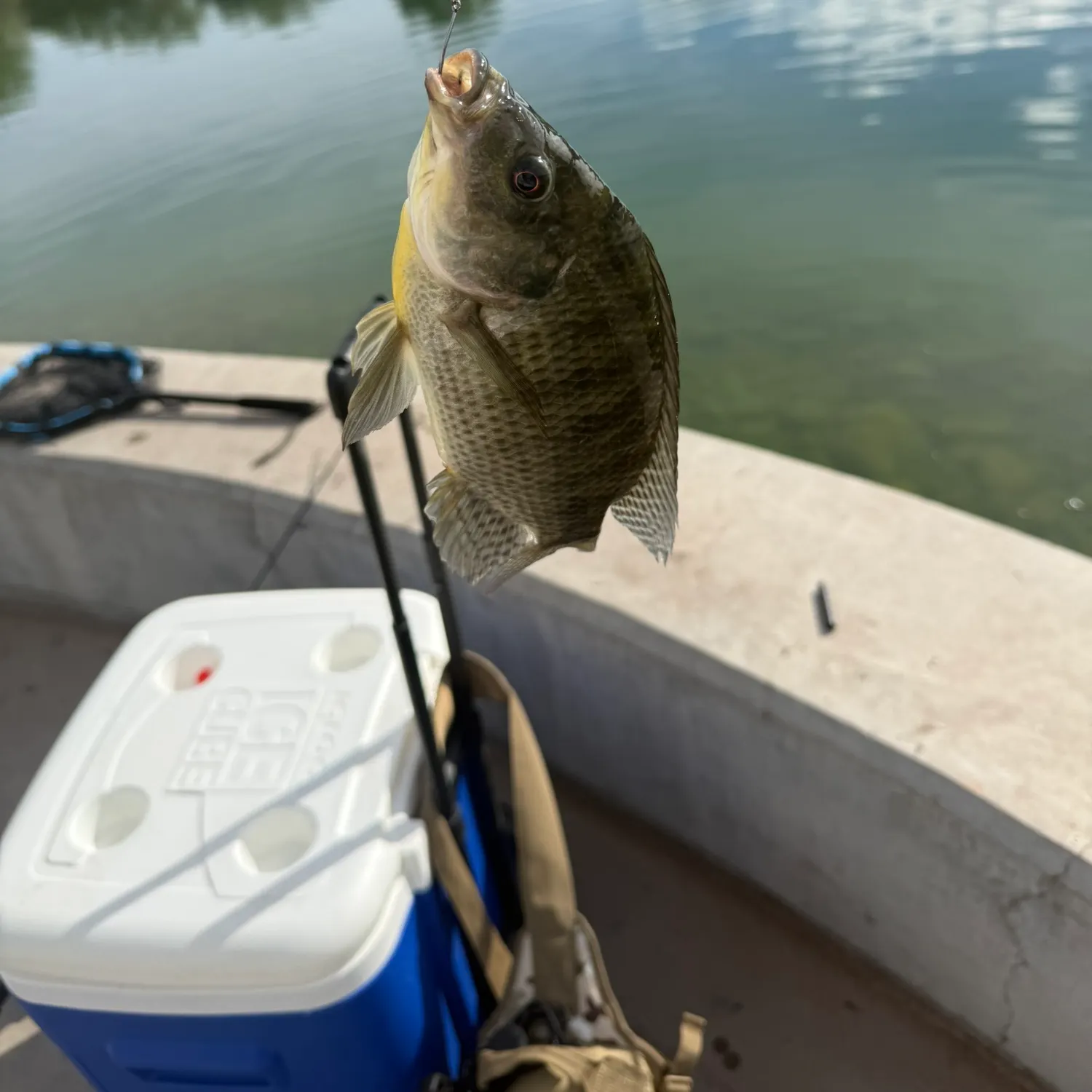 Bluegill caught on Fishbrain
