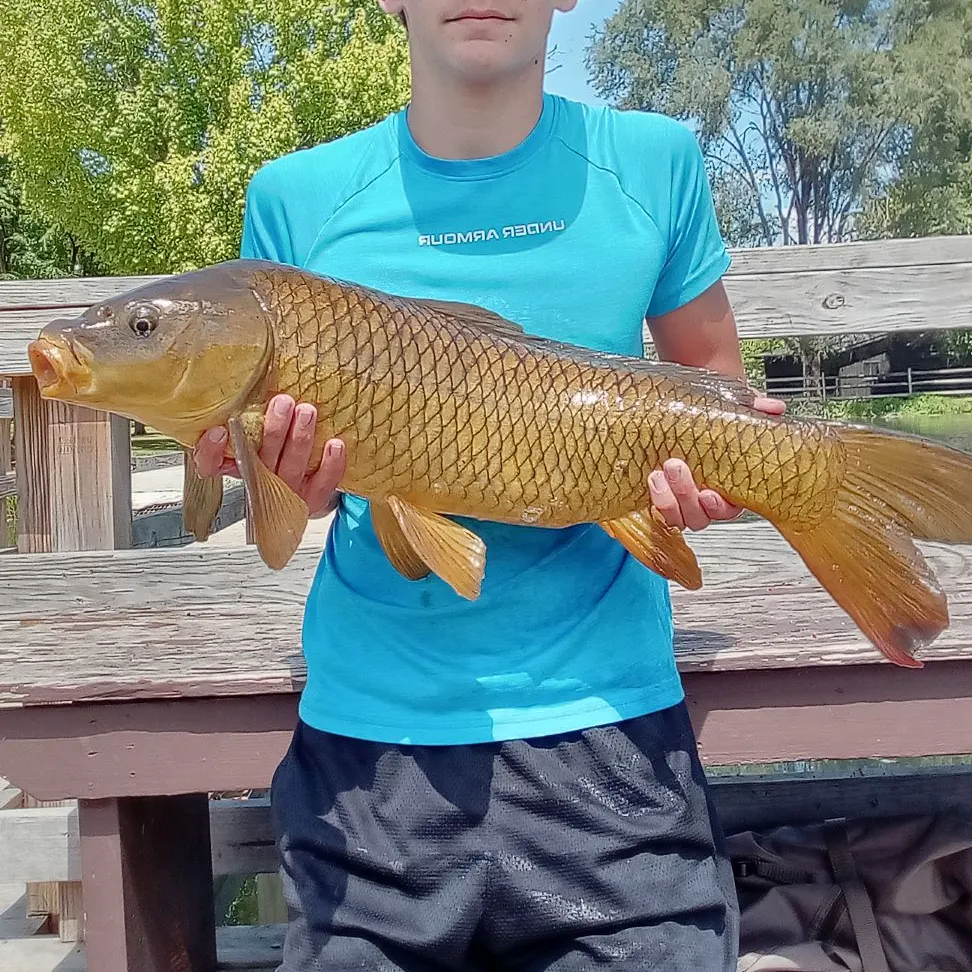 The most recent Common carp catches on Fishbrain