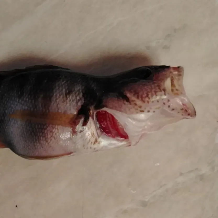 Painted comber caught on Fishbrain