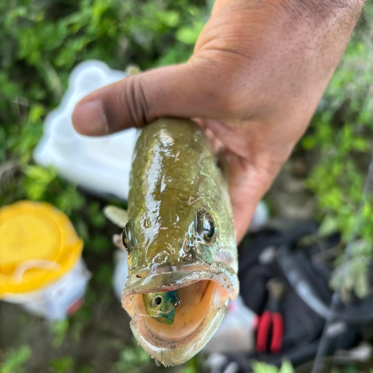 catch