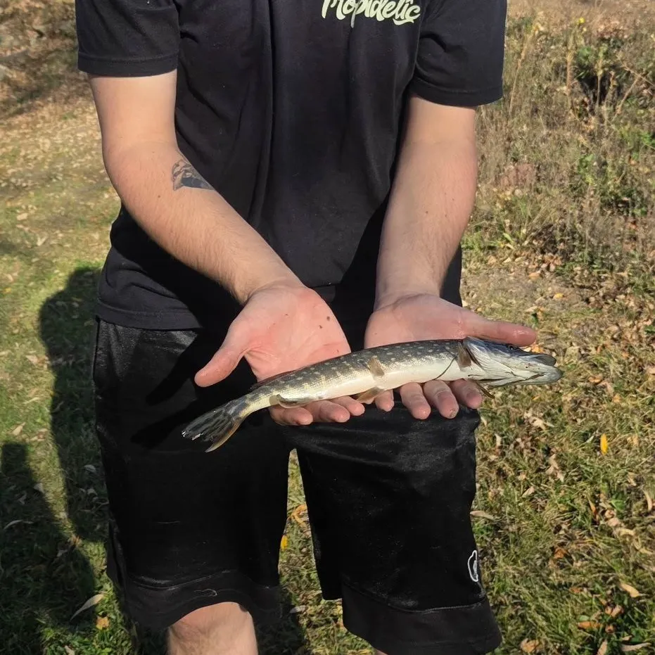 Northern pike caught on Fishbrain