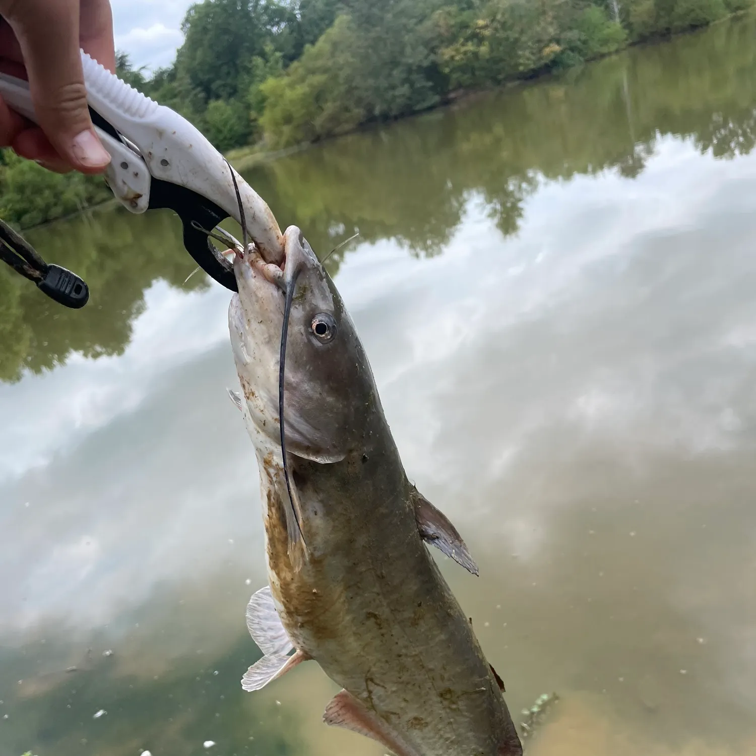 Channel catfish caught on Fishbrain