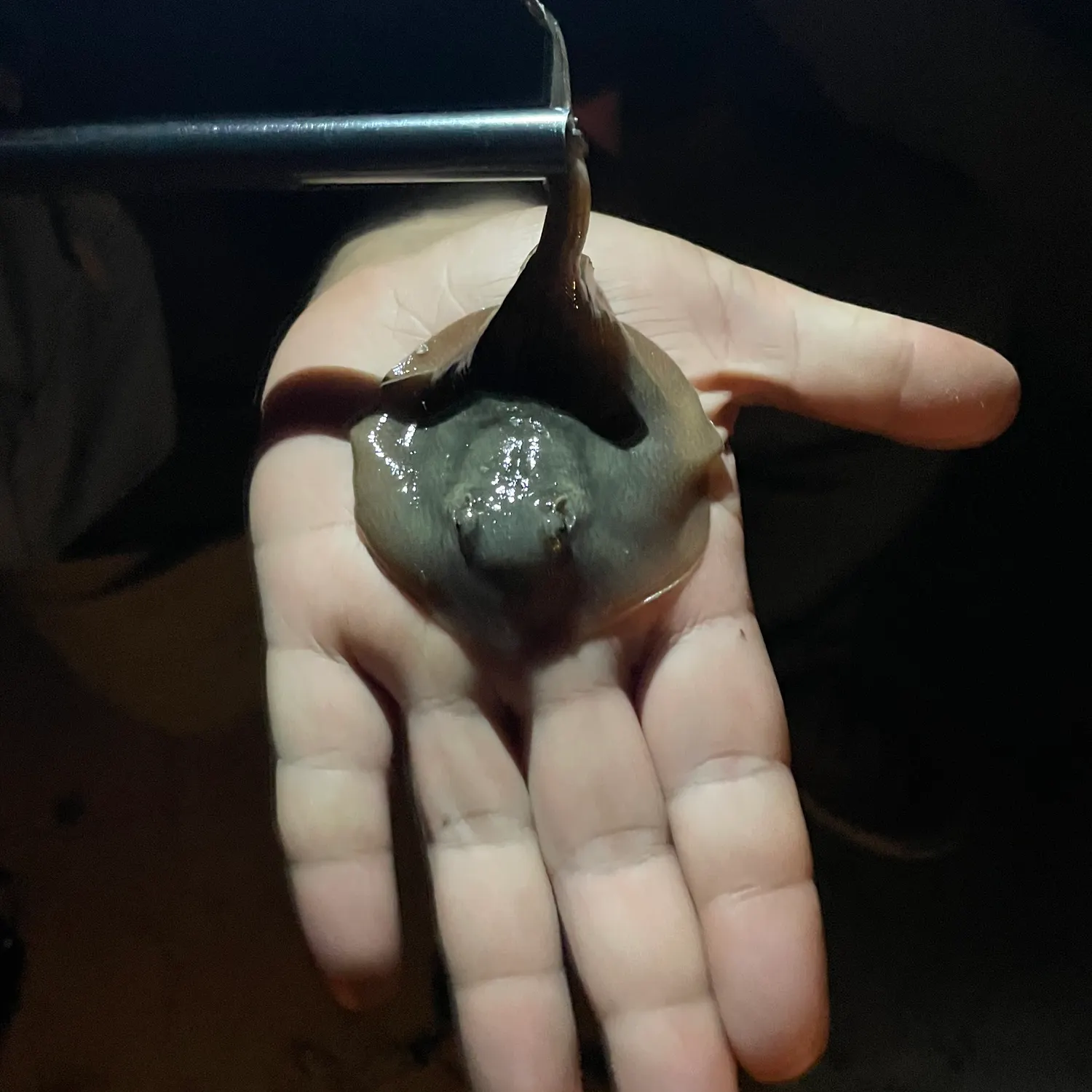 Haller's round ray caught on Fishbrain