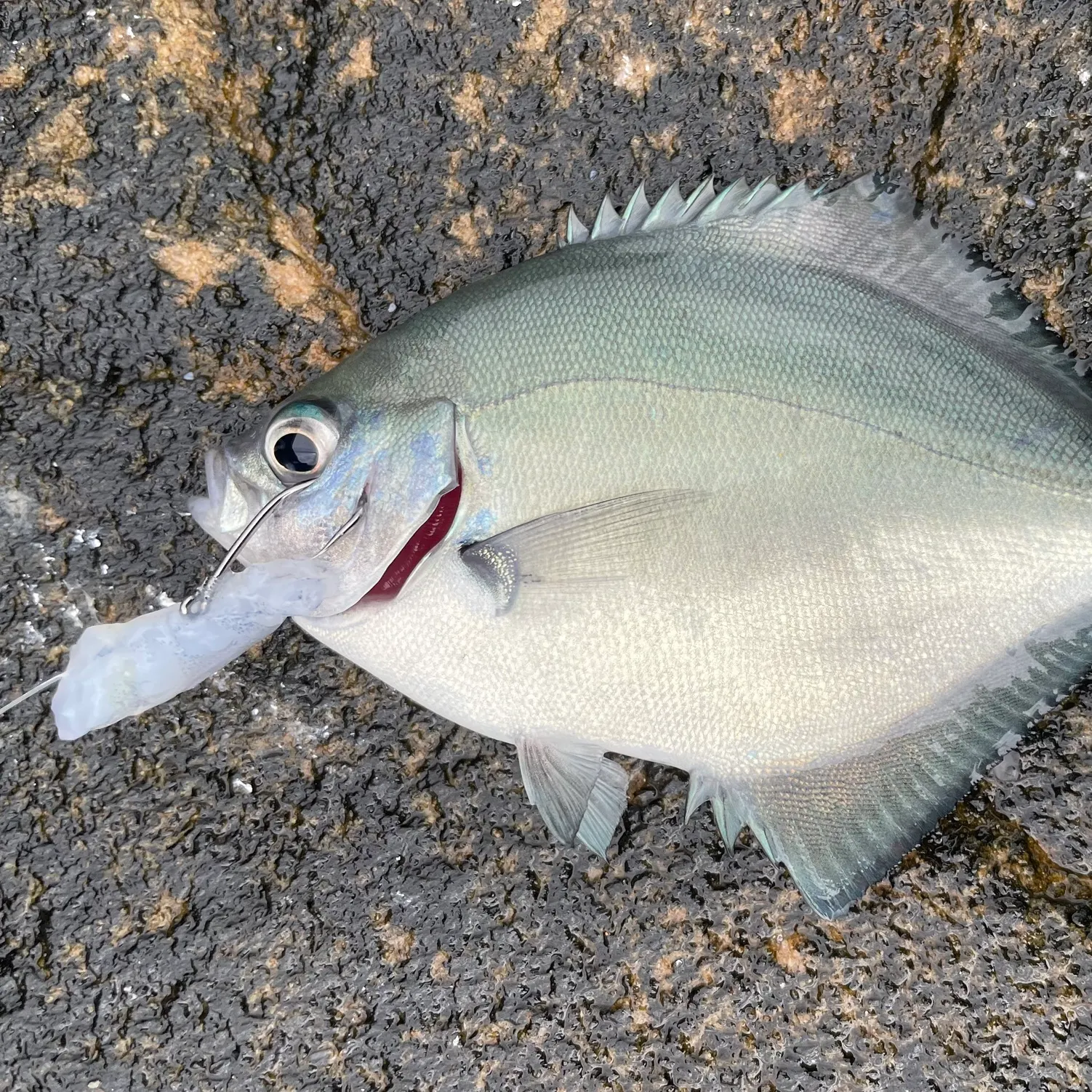 The most recent Silver sweep catches on Fishbrain