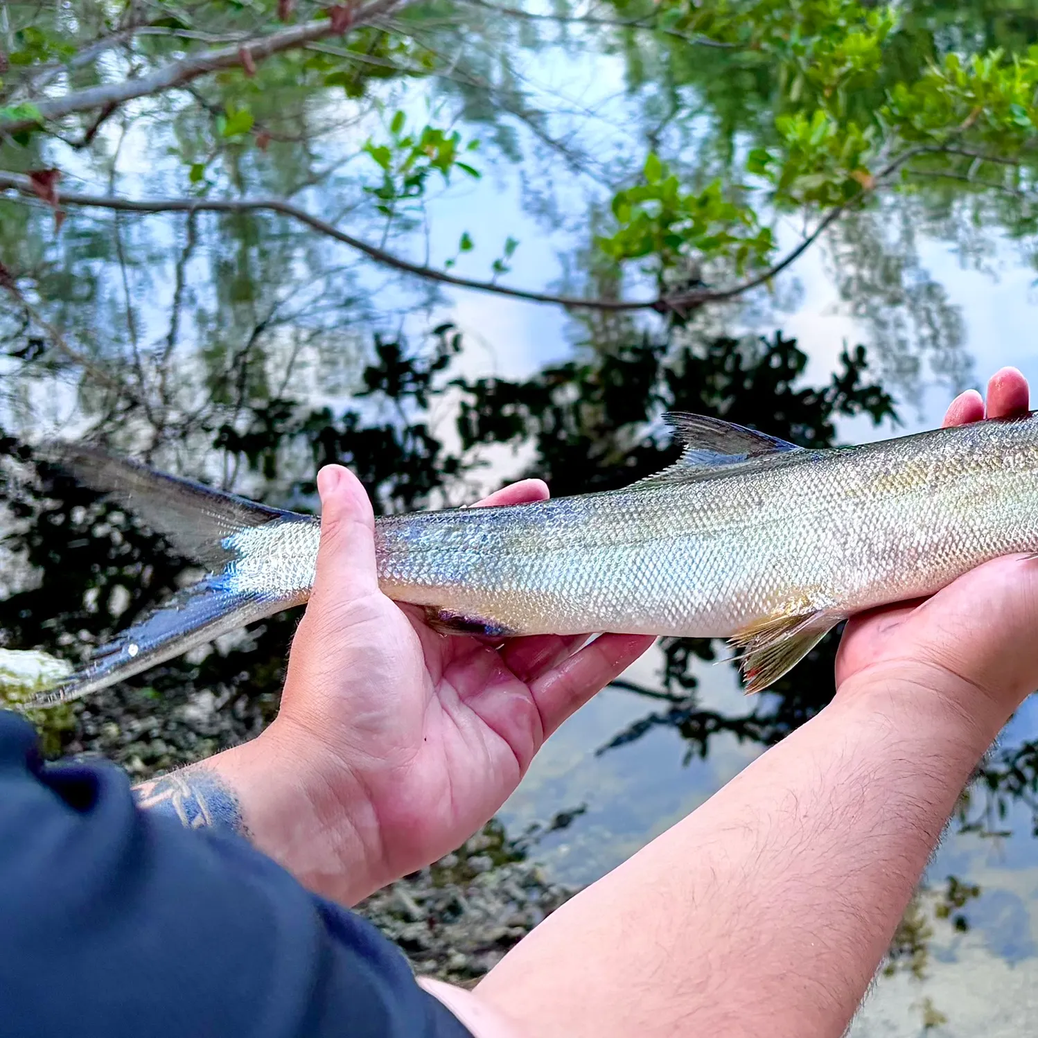 Ladyfish caught on Fishbrain