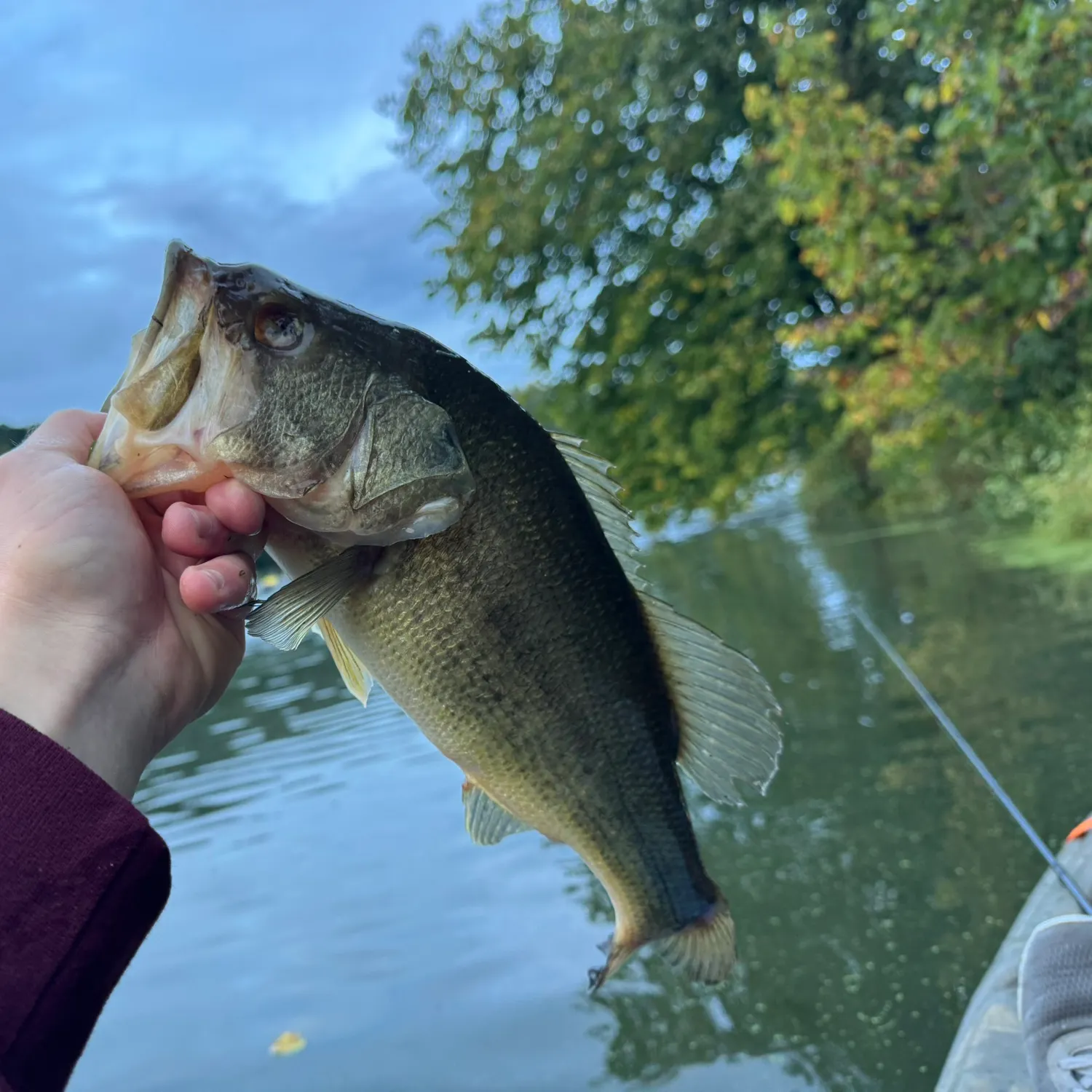 Largemouth bass caught on Fishbrain
