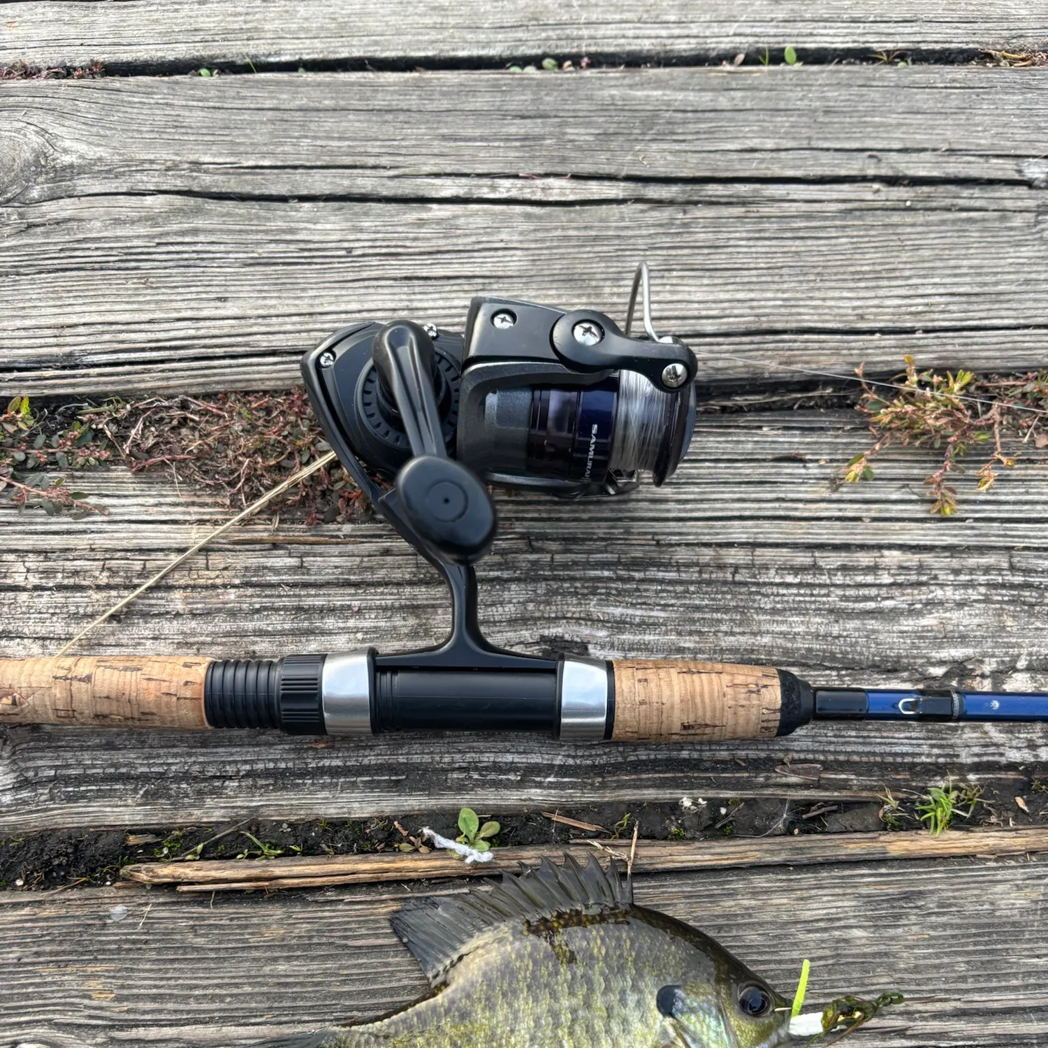 Bluegill caught on Fishbrain