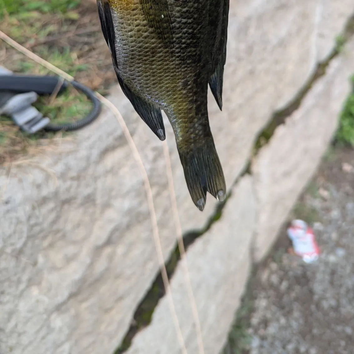 Bluegill caught on Fishbrain