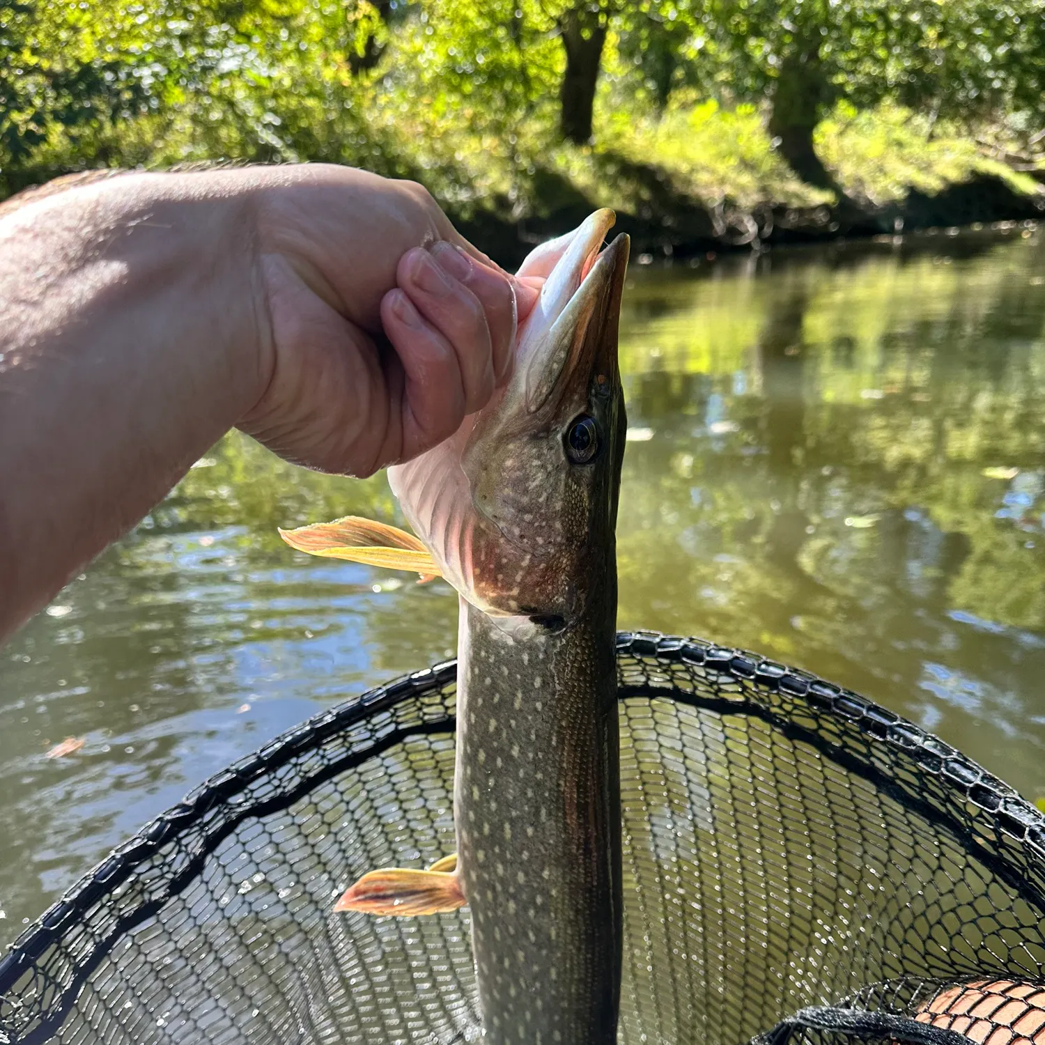 Northern pike caught on Fishbrain