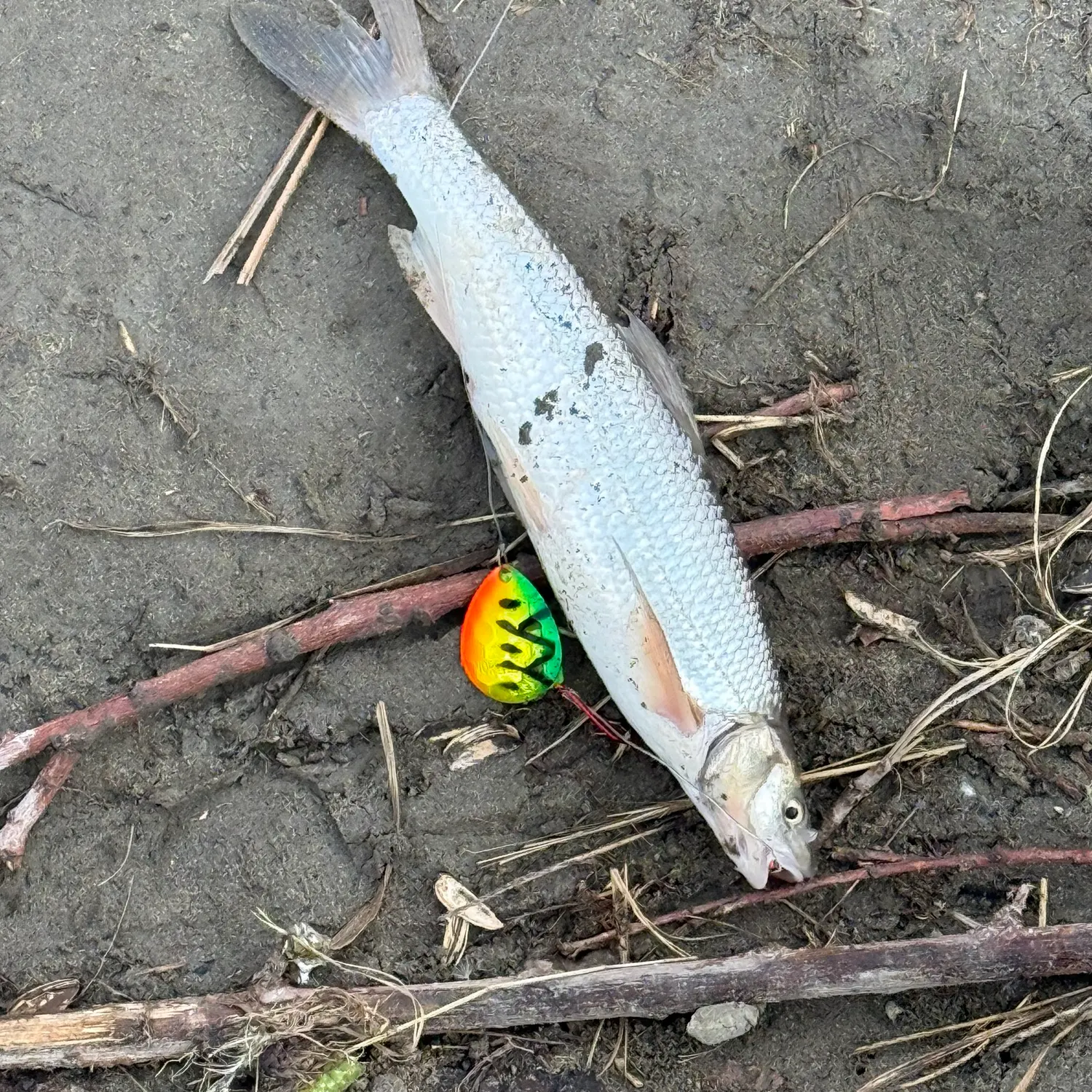 The most recent Round whitefish catches on Fishbrain