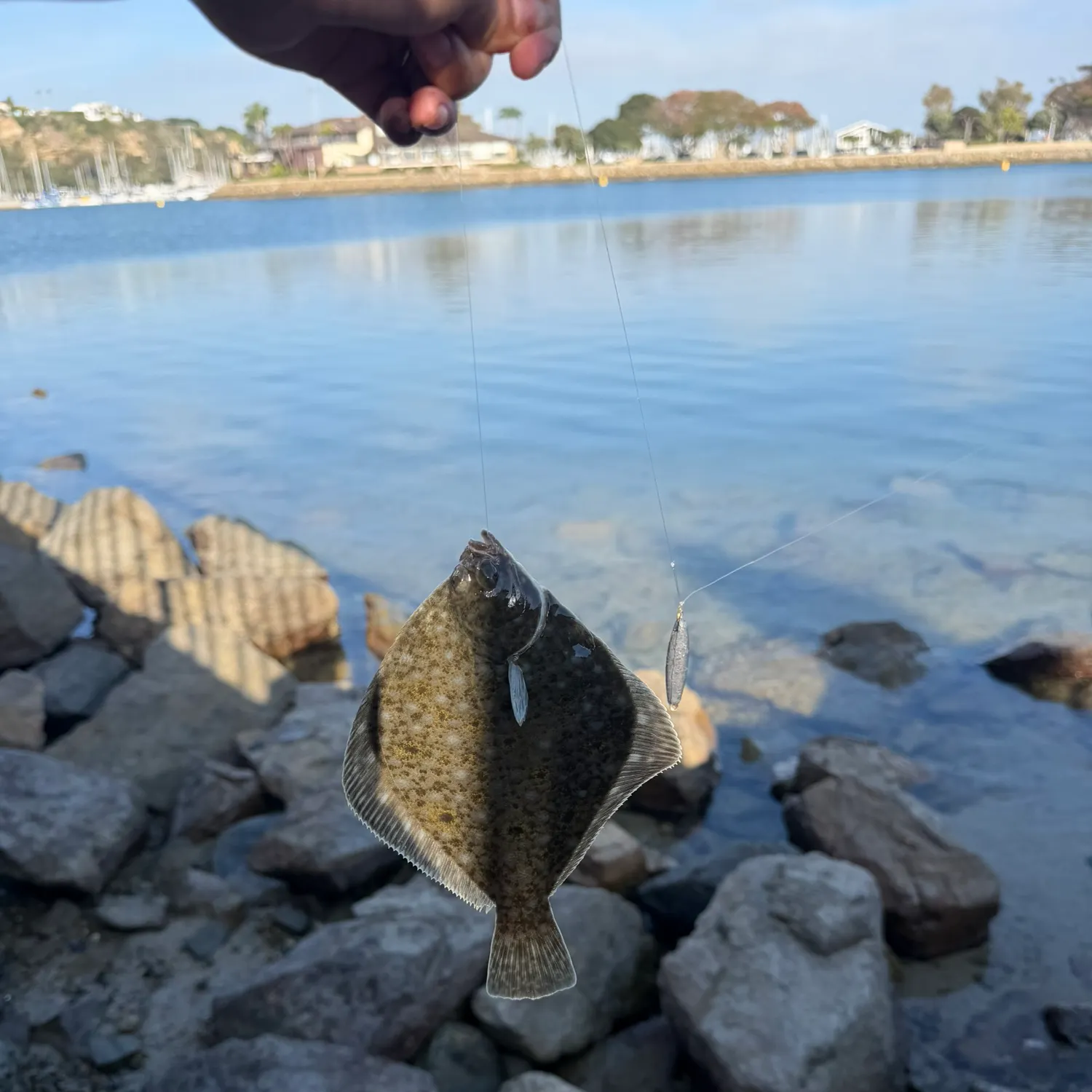 The most recent Diamond turbot catches on Fishbrain