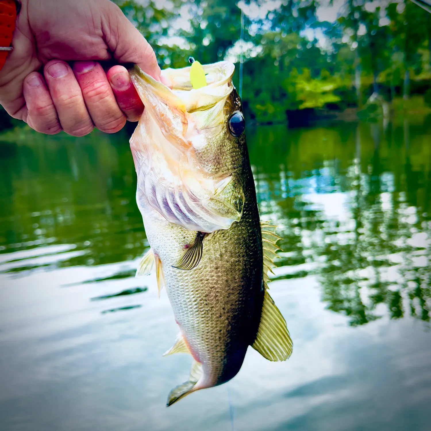 Largemouth bass caught on Fishbrain