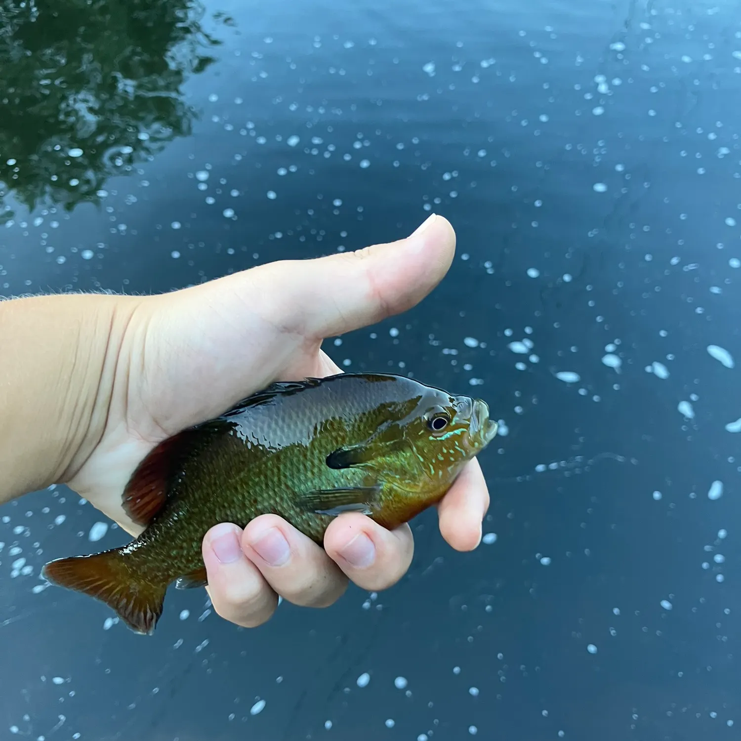 Redbreast sunfish caught on Fishbrain