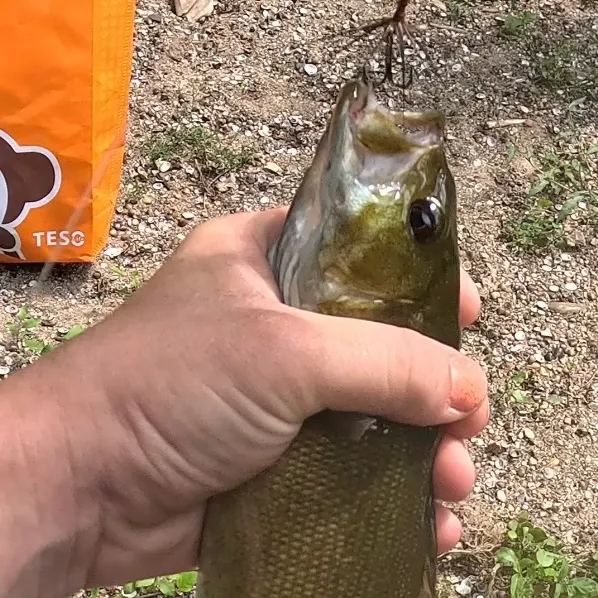 Smallmouth bass caught on Fishbrain