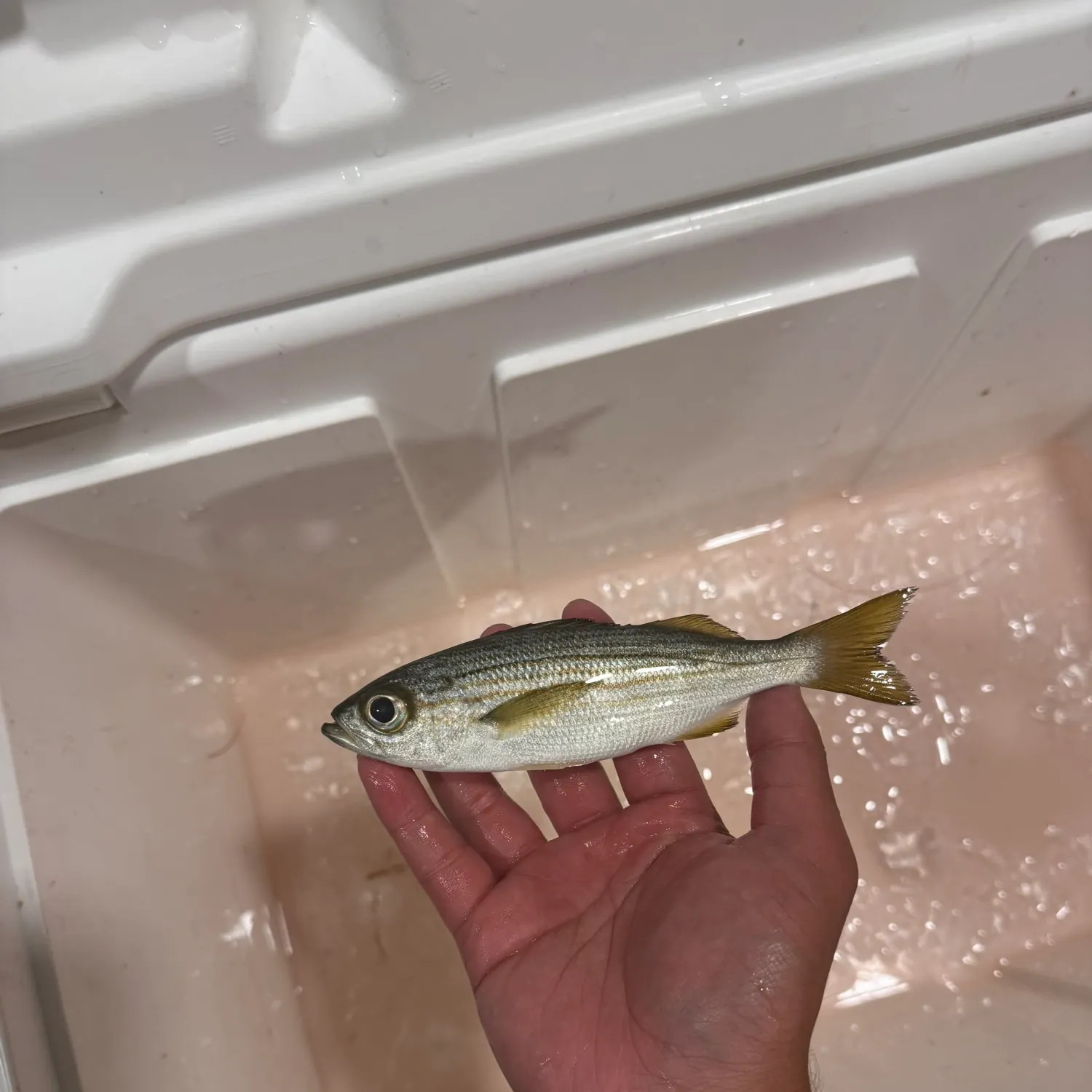 The most recent Salema porgy catches on Fishbrain