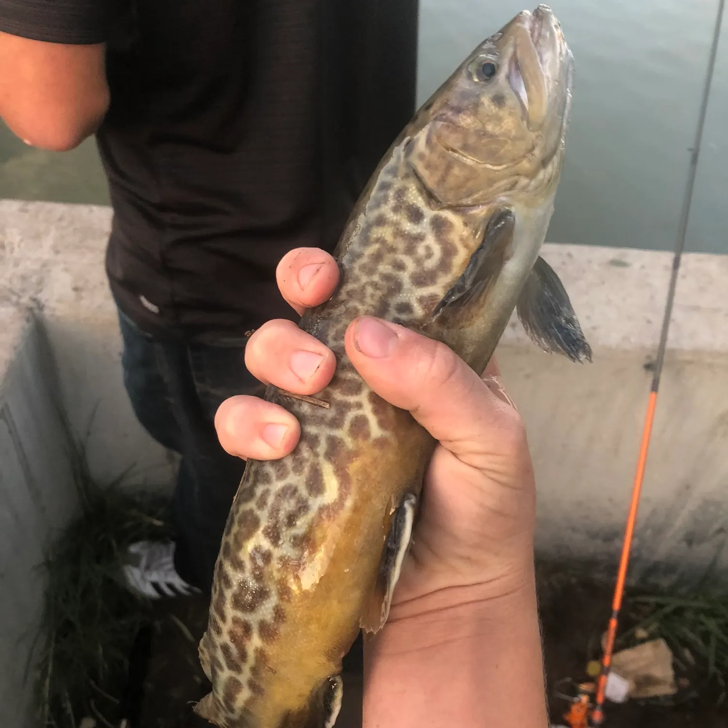 Tiger trout caught on Fishbrain